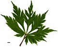 SpeciesSub: 'Aconitifolium'