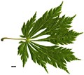 SpeciesSub: 'Aconitifolium'
