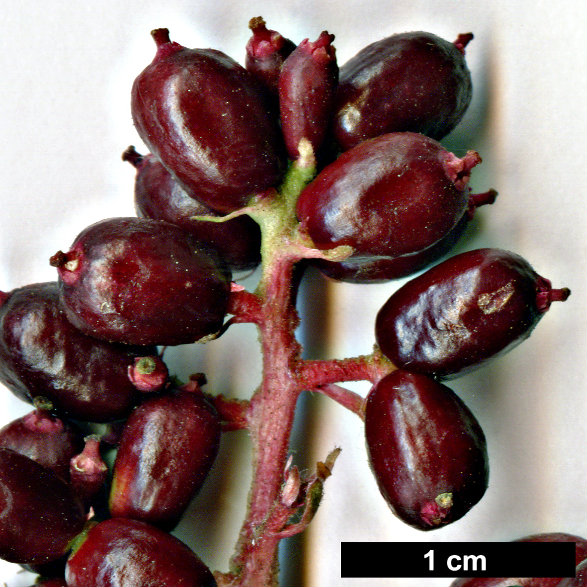 High resolution image: Family: Adoxaceae - Genus: Viburnum - Taxon: chingii
