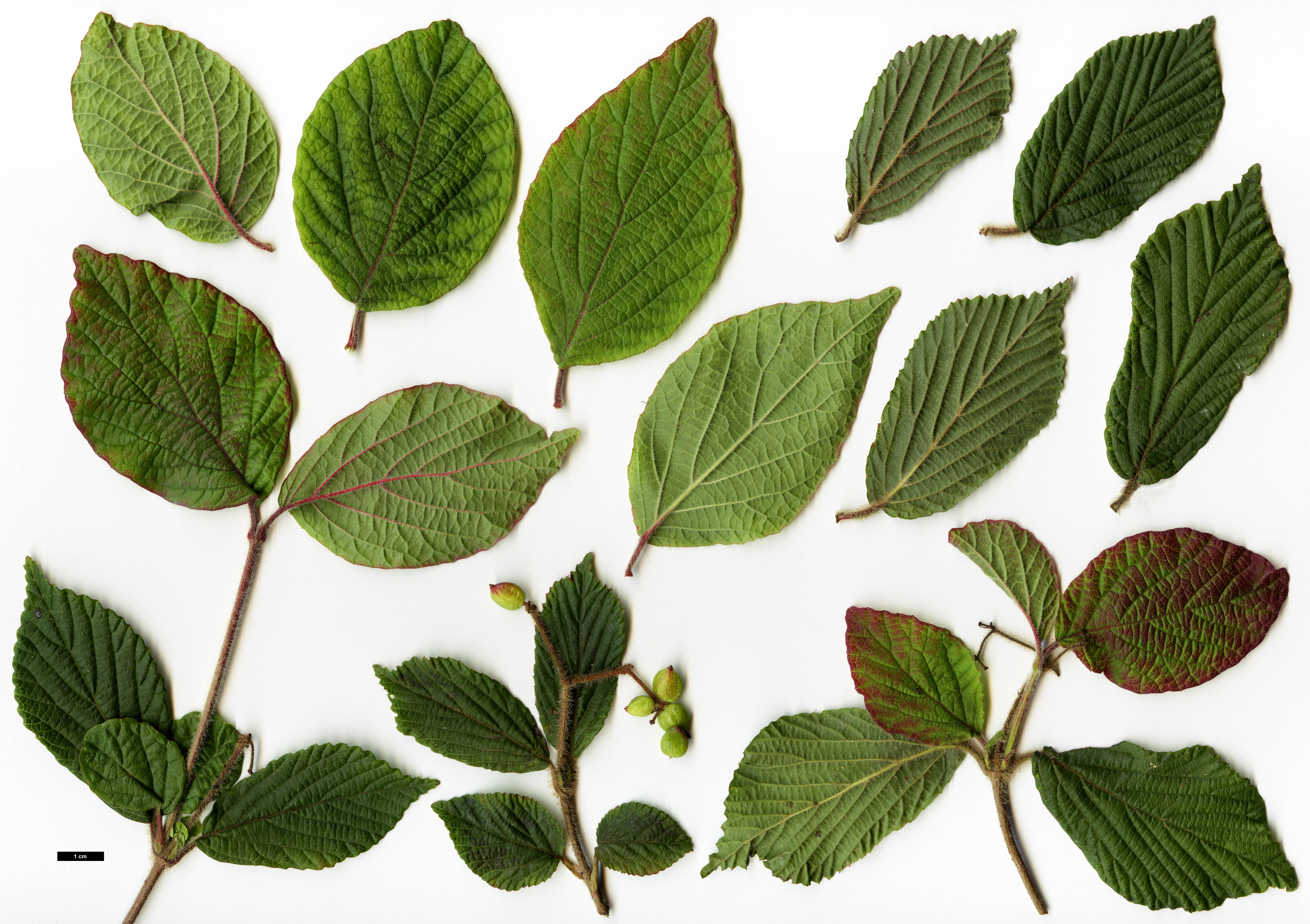 High resolution image: Family: Adoxaceae - Genus: Viburnum - Taxon: corylifolium