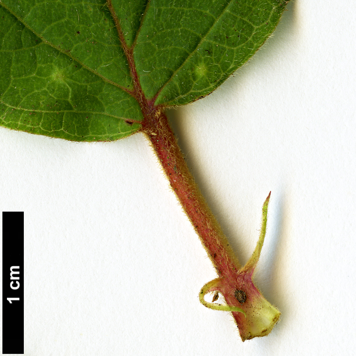 High resolution image: Family: Adoxaceae - Genus: Viburnum - Taxon: hupehense