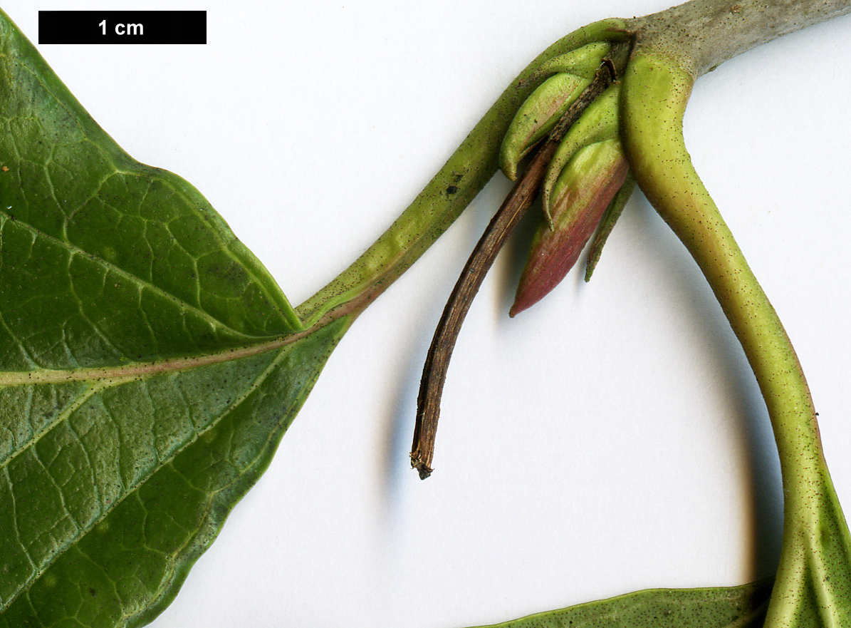 High resolution image: Family: Adoxaceae - Genus: Viburnum - Taxon: japonicum