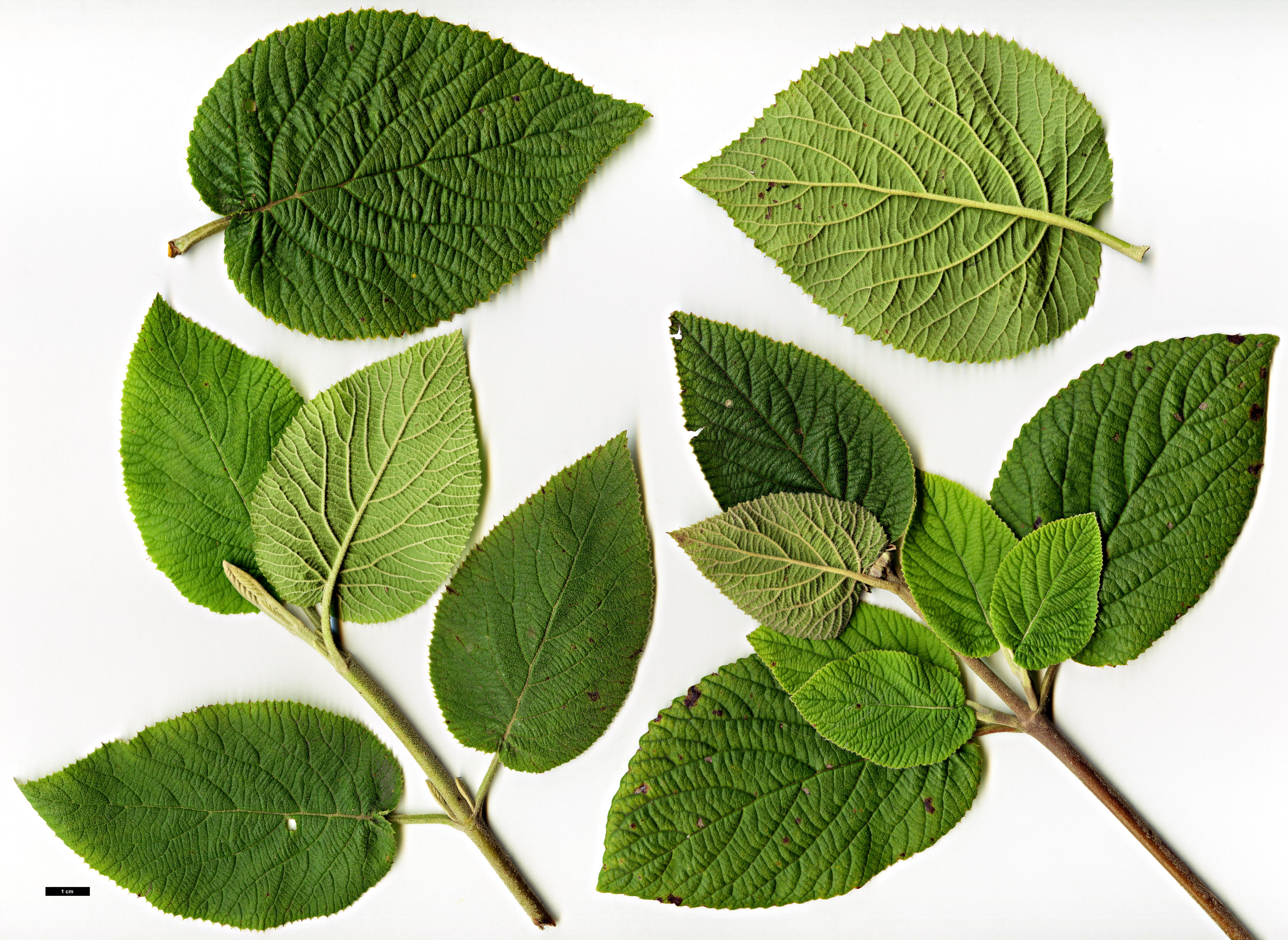 High resolution image: Family: Adoxaceae - Genus: Viburnum - Taxon: lantana - SpeciesSub: 'Versicolor'