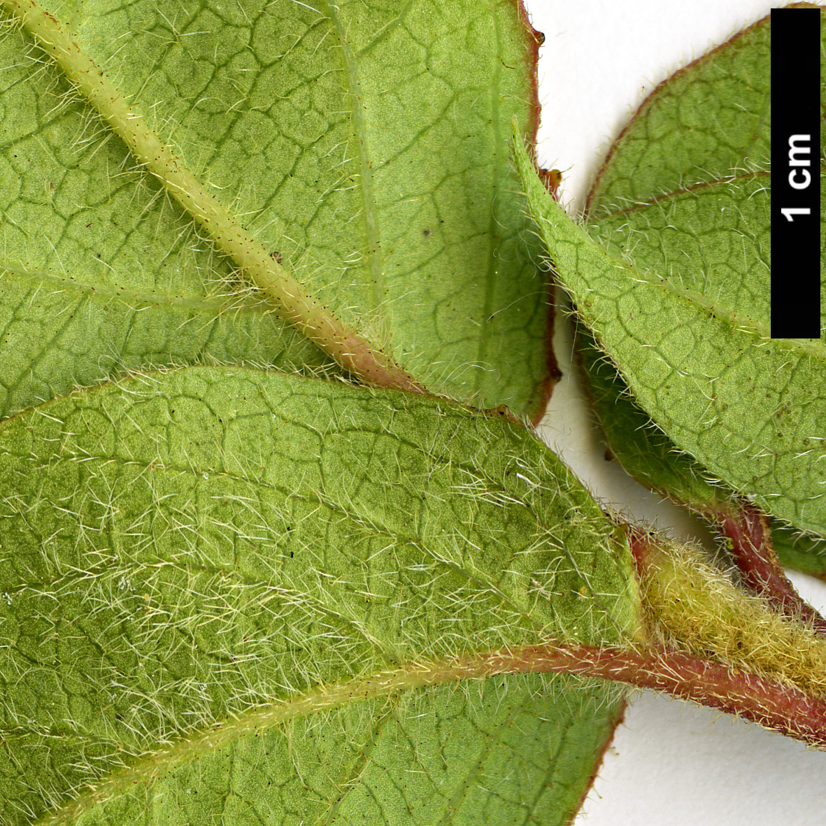 High resolution image: Family: Adoxaceae - Genus: Viburnum - Taxon: lautum