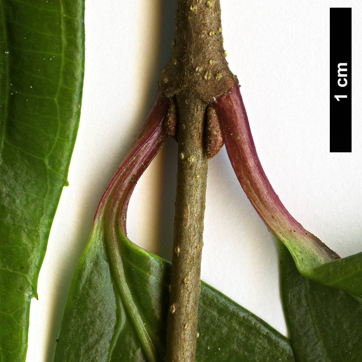High resolution image: Family: Adoxaceae - Genus: Viburnum - Taxon: oliganthum