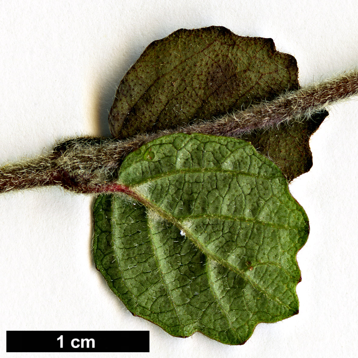 High resolution image: Family: Adoxaceae - Genus: Viburnum - Taxon: parvifolium