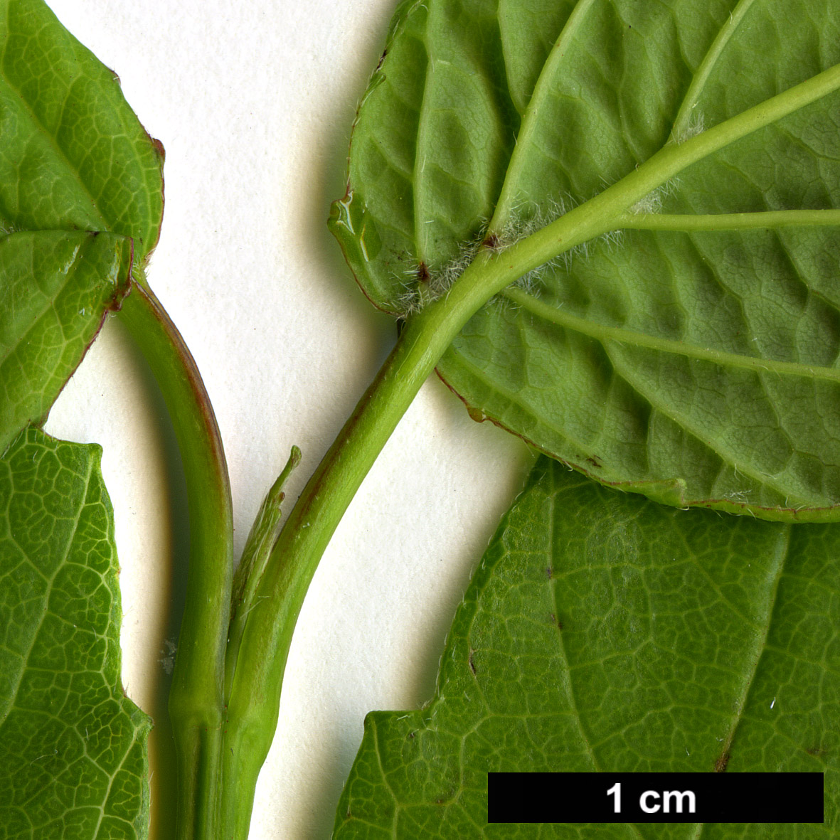 High resolution image: Family: Adoxaceae - Genus: Viburnum - Taxon: recognitum