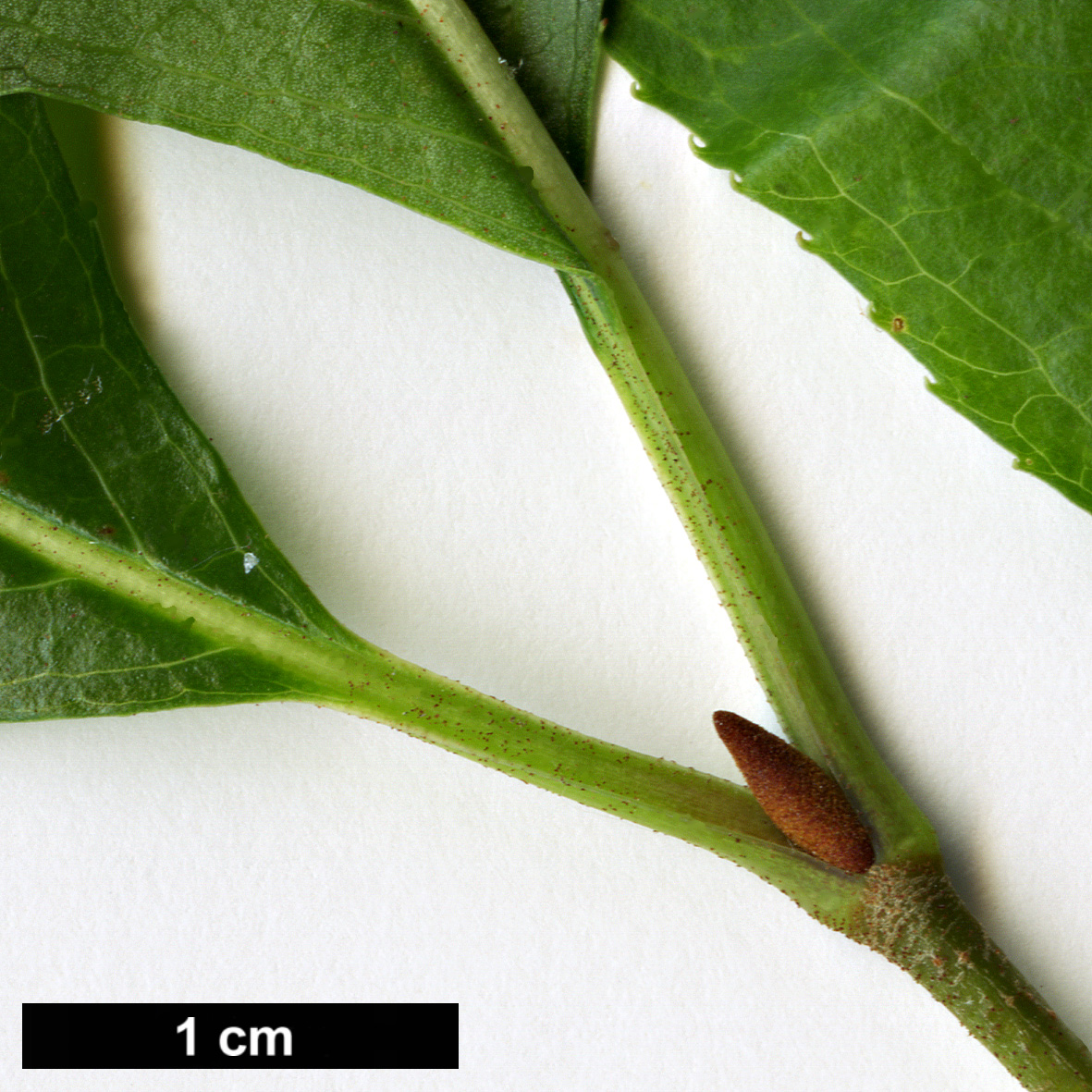 High resolution image: Family: Adoxaceae - Genus: Viburnum - Taxon: rufidulum