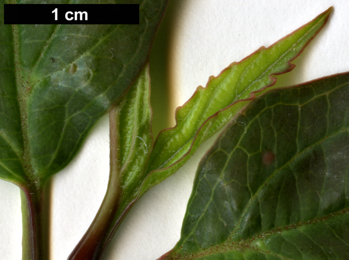 High resolution image: Family: Adoxaceae - Genus: Viburnum - Taxon: setigerum