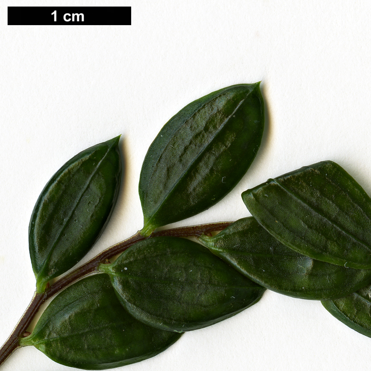 High resolution image: Family: Alstroemeriaceae - Genus: Luzuriaga - Taxon: polyphylla