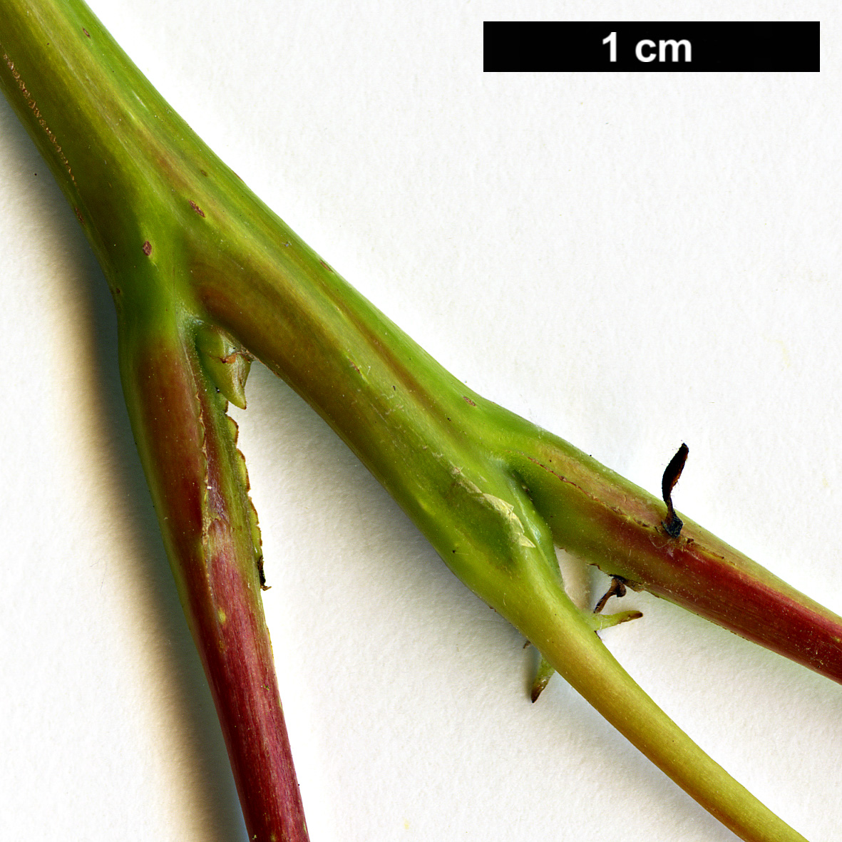 High resolution image: Family: Altingiaceae - Genus: Liquidambar - Taxon: acalycina