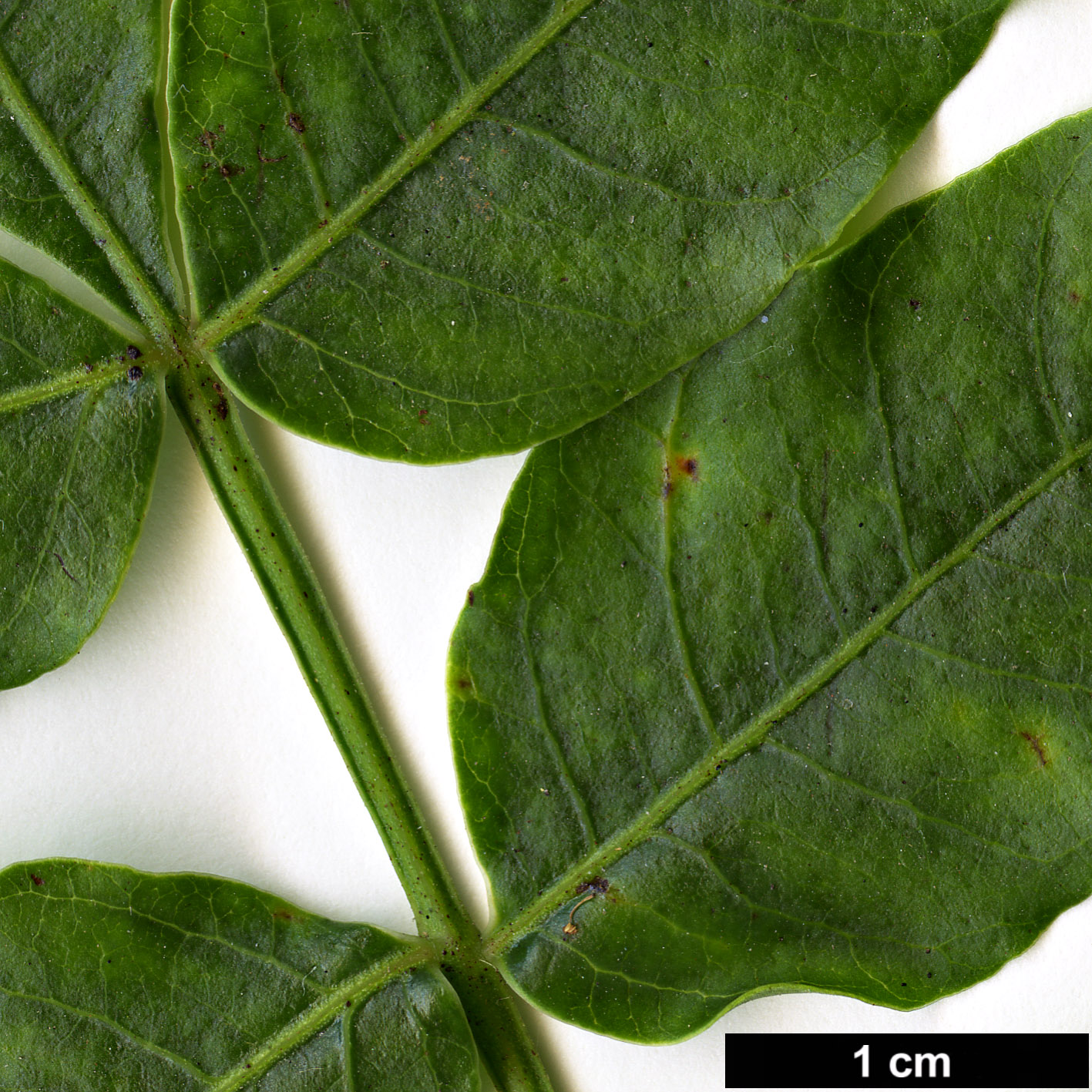 High resolution image: Family: Anacardiaceae - Genus: Pistacia - Taxon: terebinthus