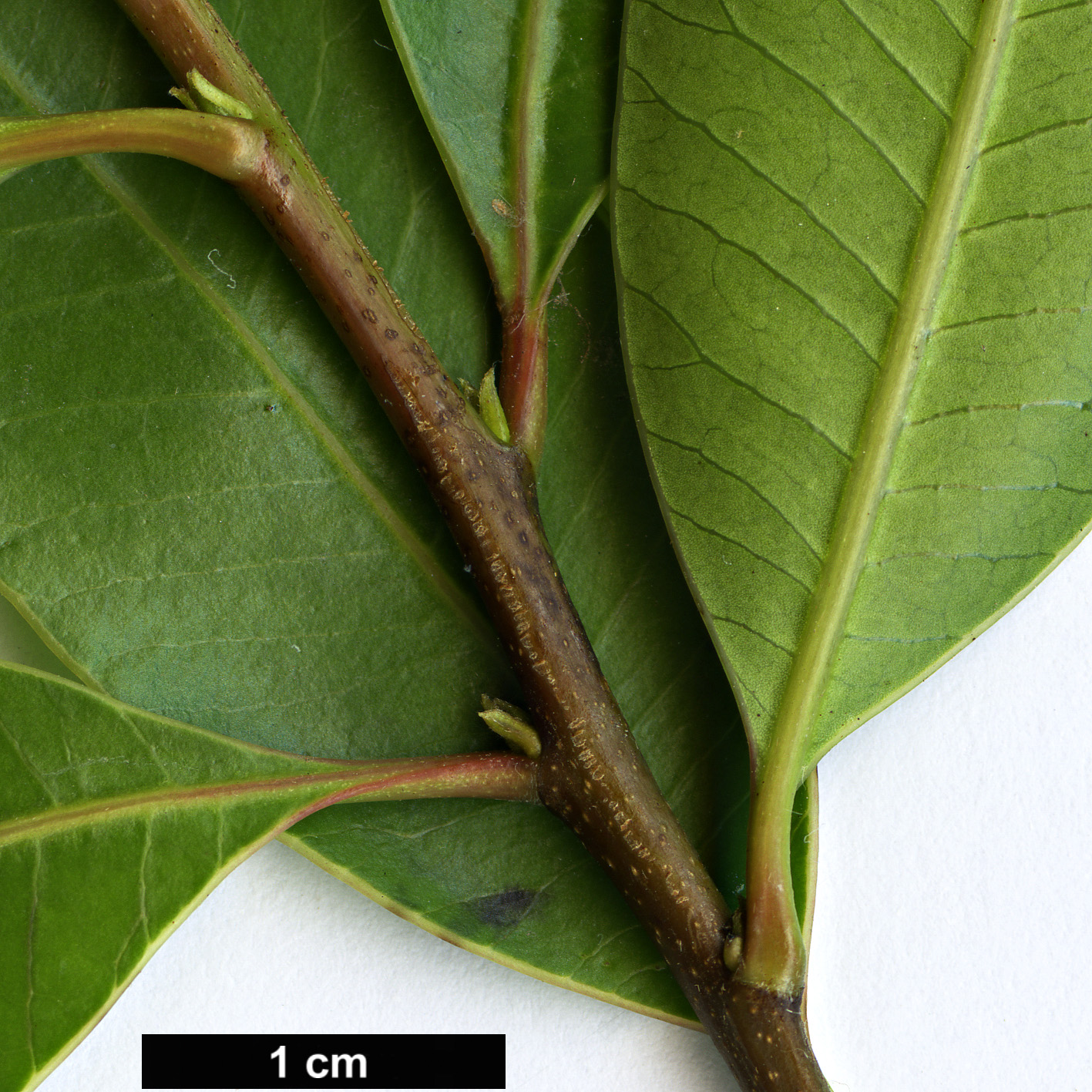 High resolution image: Family: Anacardiaceae - Genus: Protorhus - Taxon: longifolia