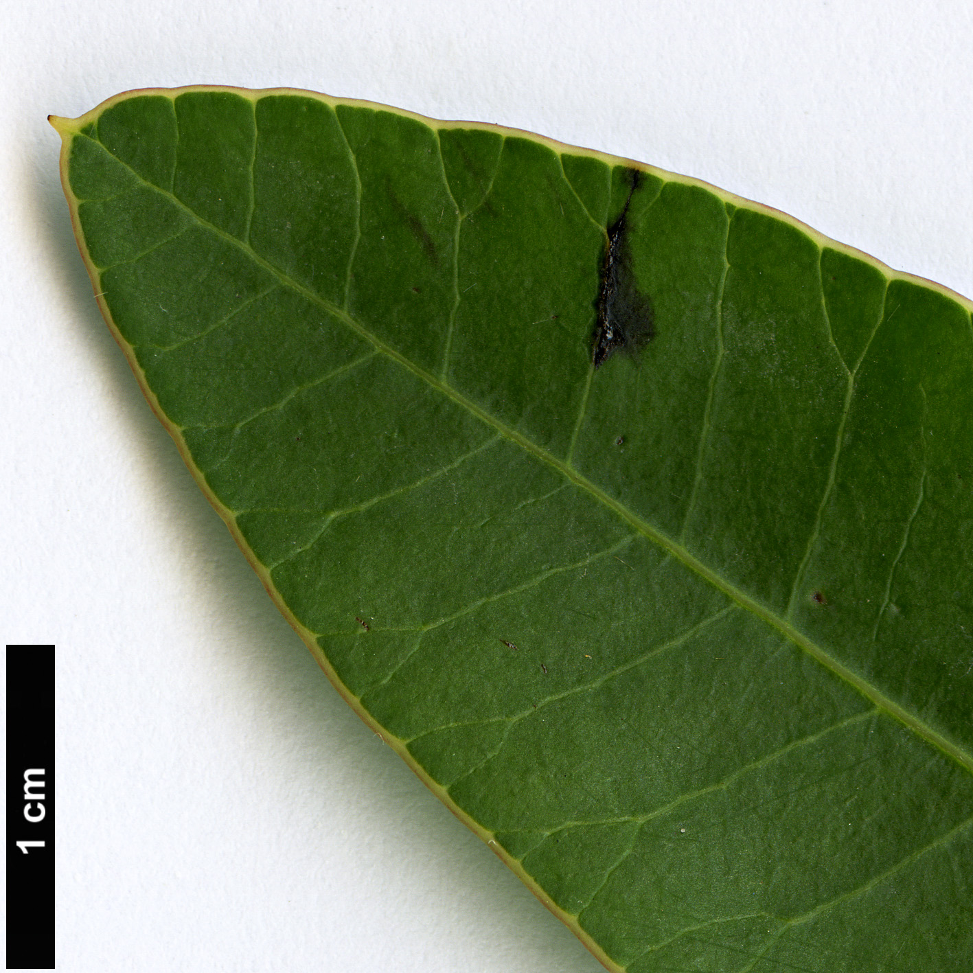 High resolution image: Family: Anacardiaceae - Genus: Protorhus - Taxon: longifolia