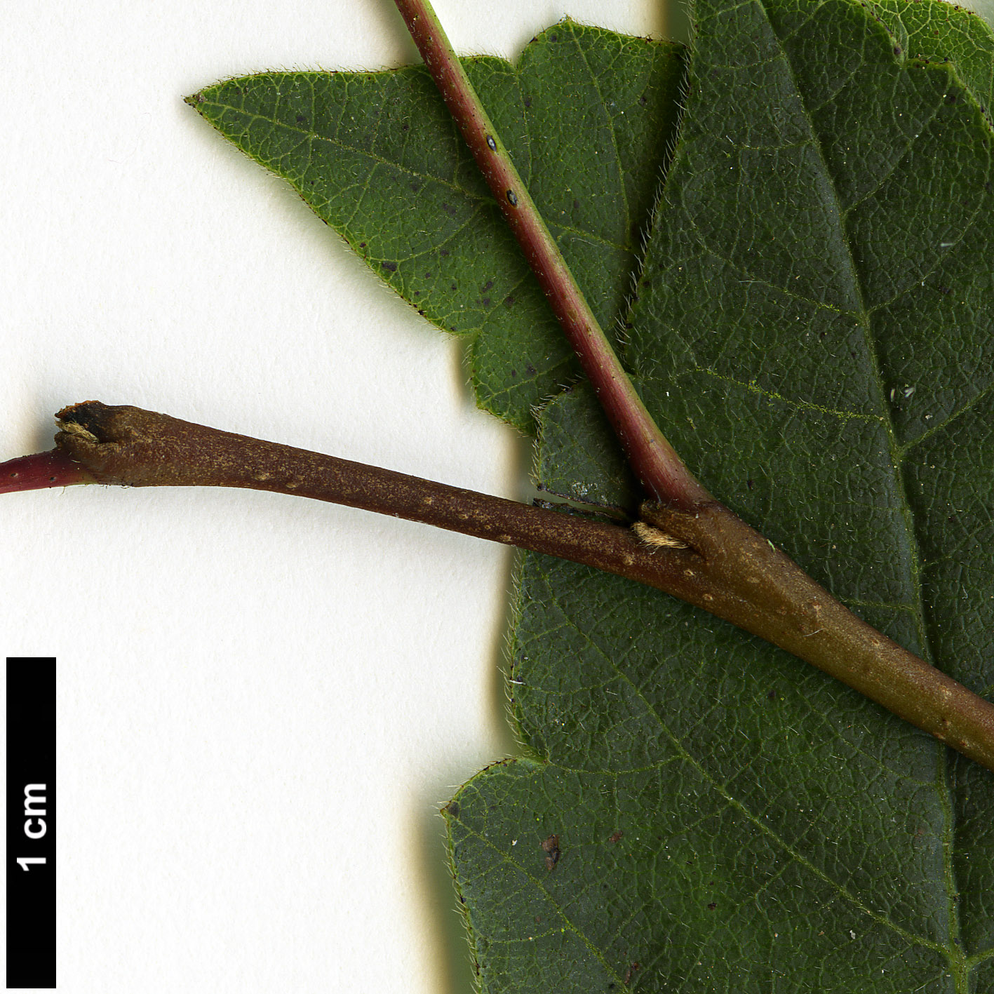 High resolution image: Family: Anacardiaceae - Genus: Rhus - Taxon: aromatica