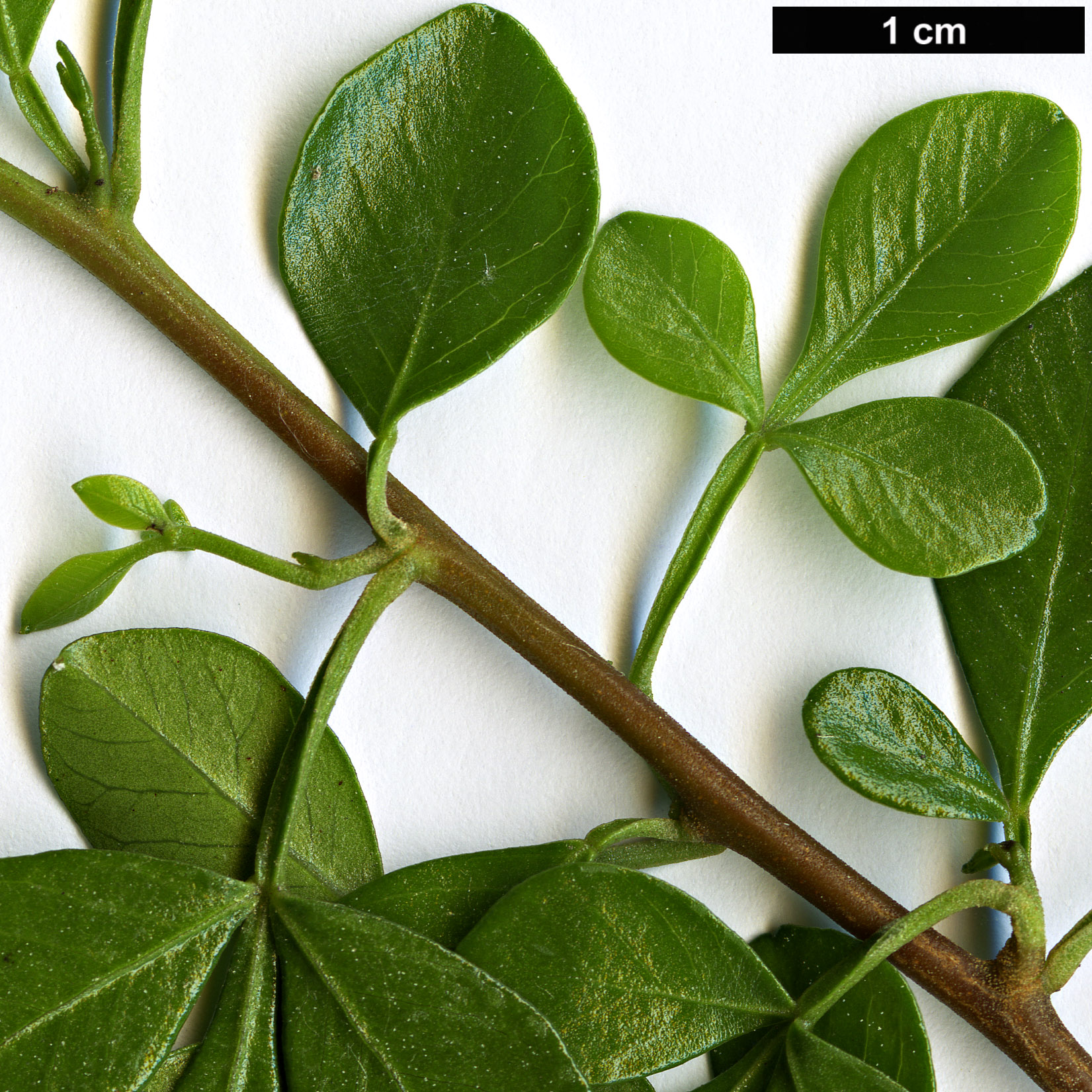 High resolution image: Family: Anacardiaceae - Genus: Searsia - Taxon: glauca