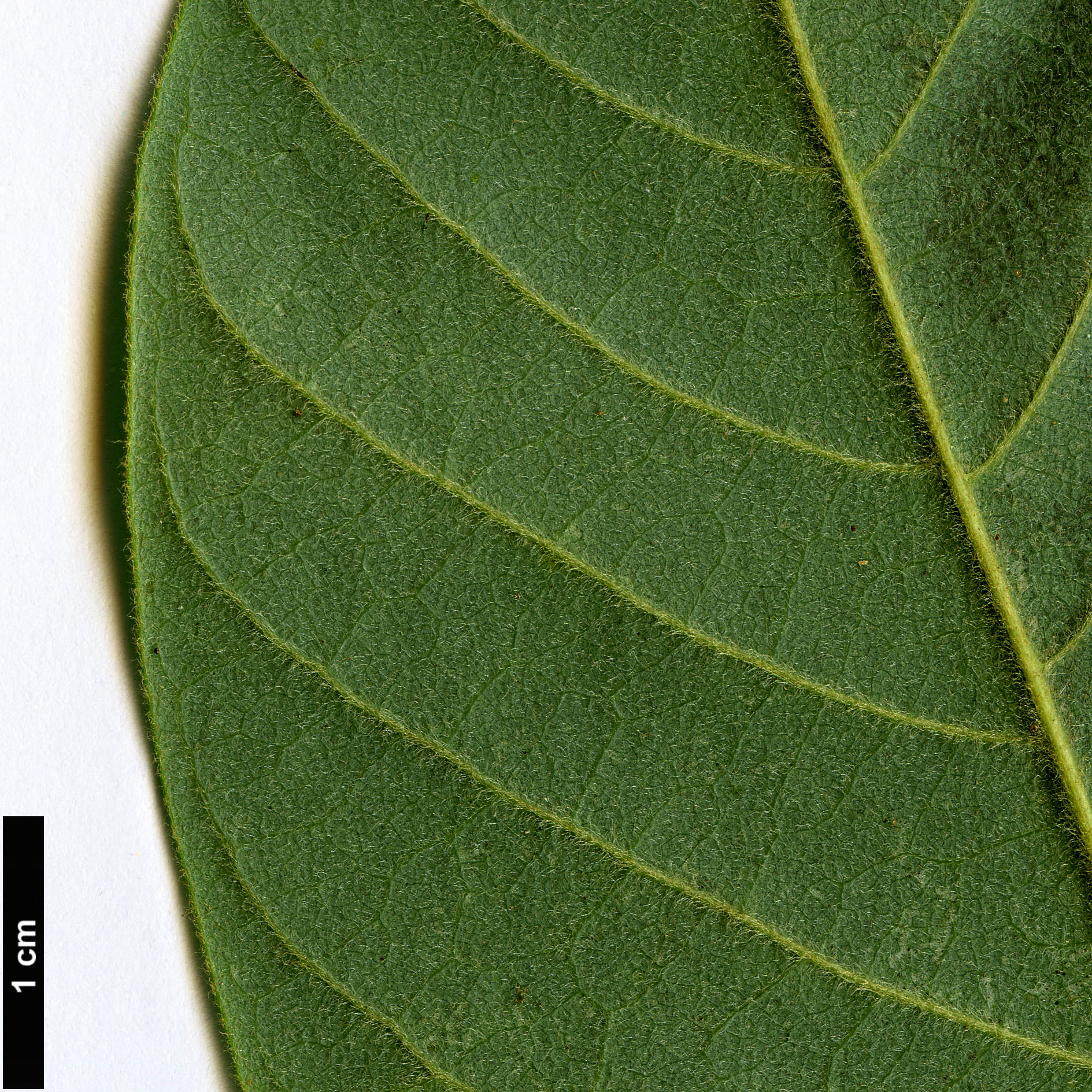 High resolution image: Family: Annonaceae - Genus: Annona - Taxon: cherimola