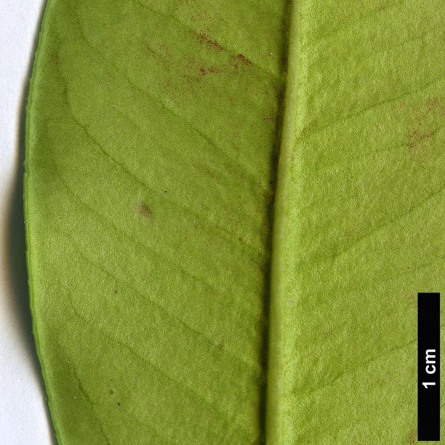High resolution image: Family: Apocynaceae - Genus: Acokanthera - Taxon: oblongifolia