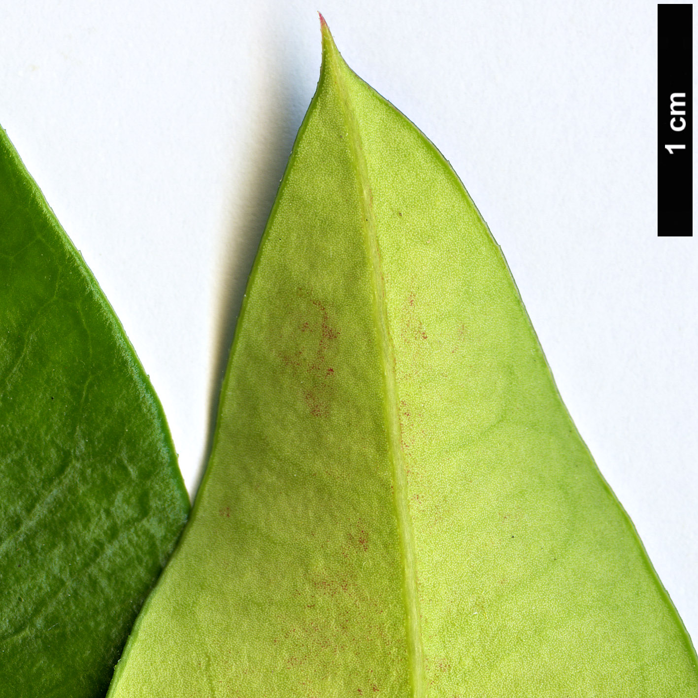 High resolution image: Family: Apocynaceae - Genus: Acokanthera - Taxon: oblongifolia