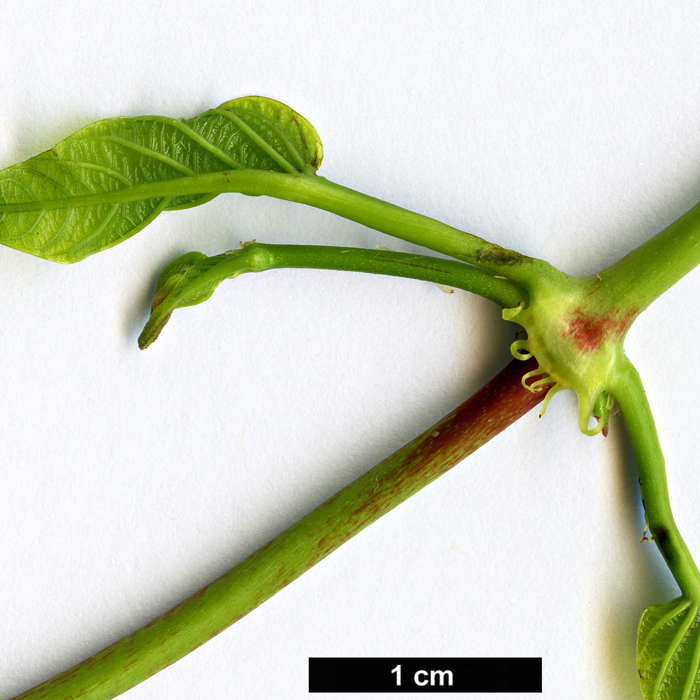 High resolution image: Family: Apocynaceae - Genus: Mandevilla - Taxon: laxa