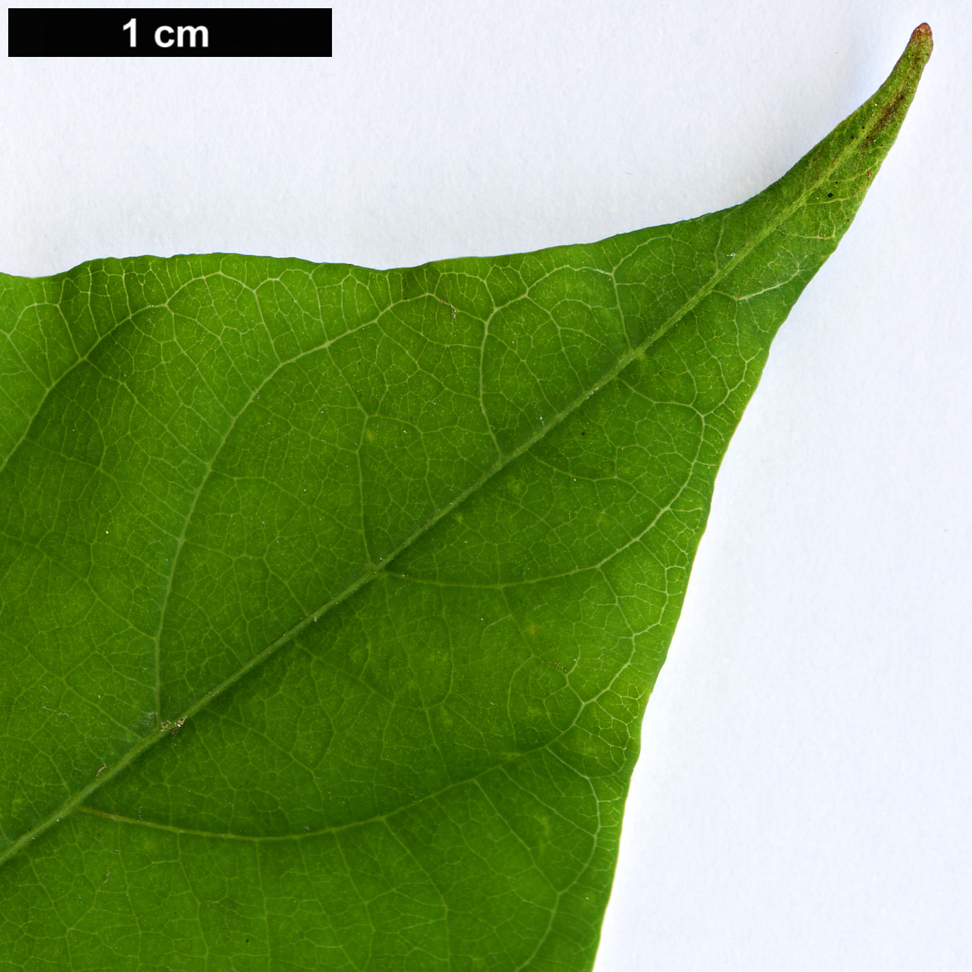 High resolution image: Family: Apocynaceae - Genus: Mandevilla - Taxon: laxa