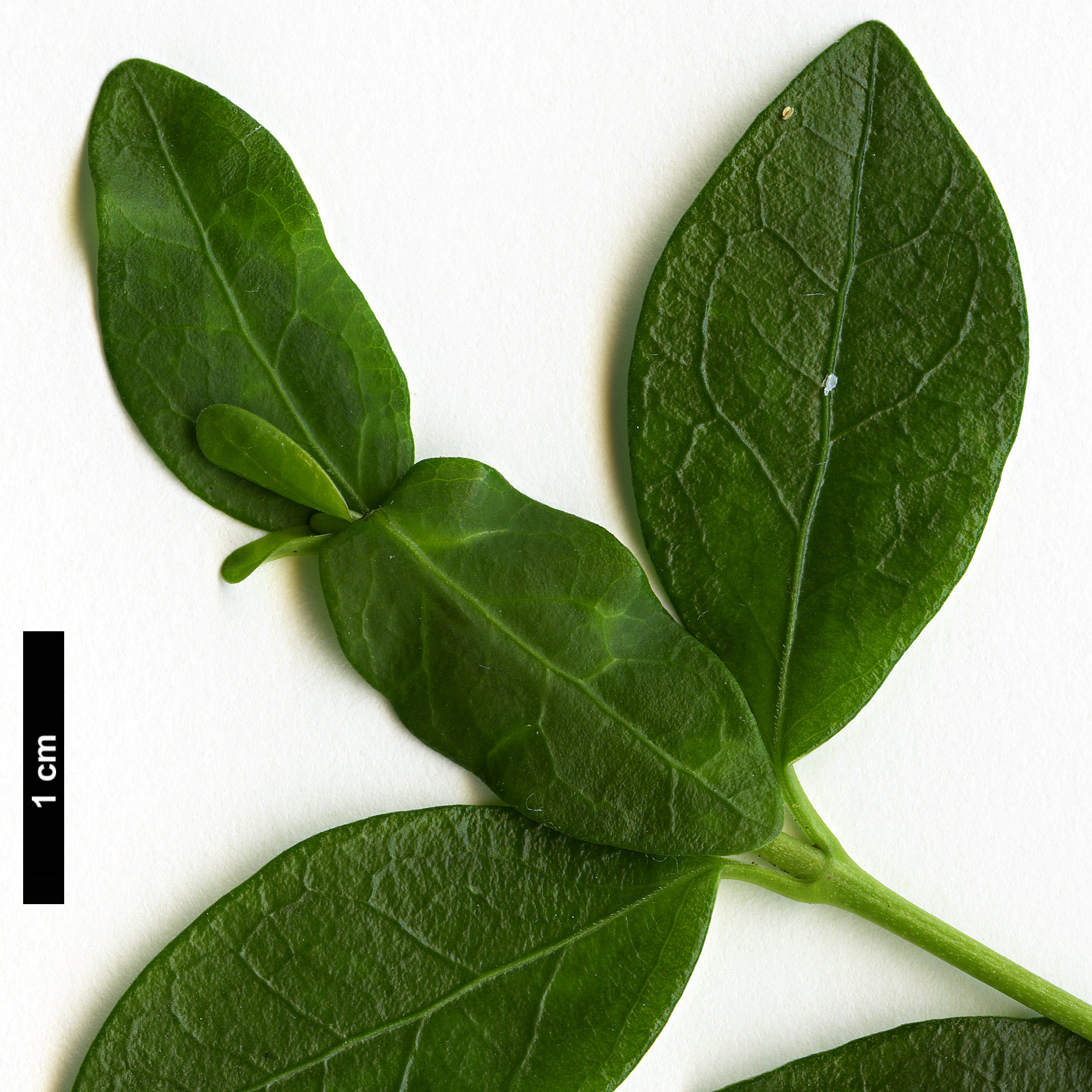 High resolution image: Family: Apocynaceae - Genus: Vinca - Taxon: minor