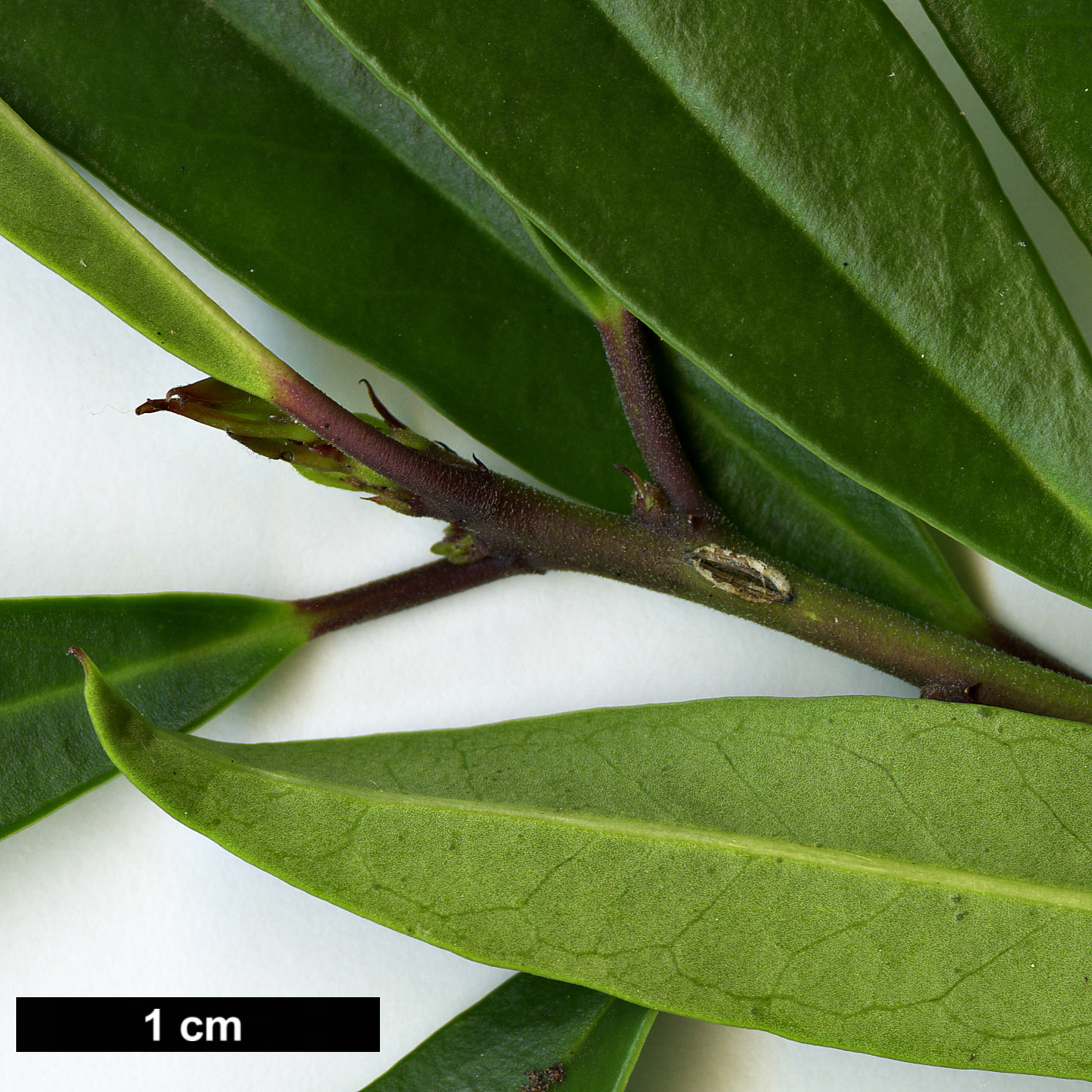 High resolution image: Family: Aquifoliaceae - Genus: Ilex - Taxon: cassine - SpeciesSub: 'Loweii'