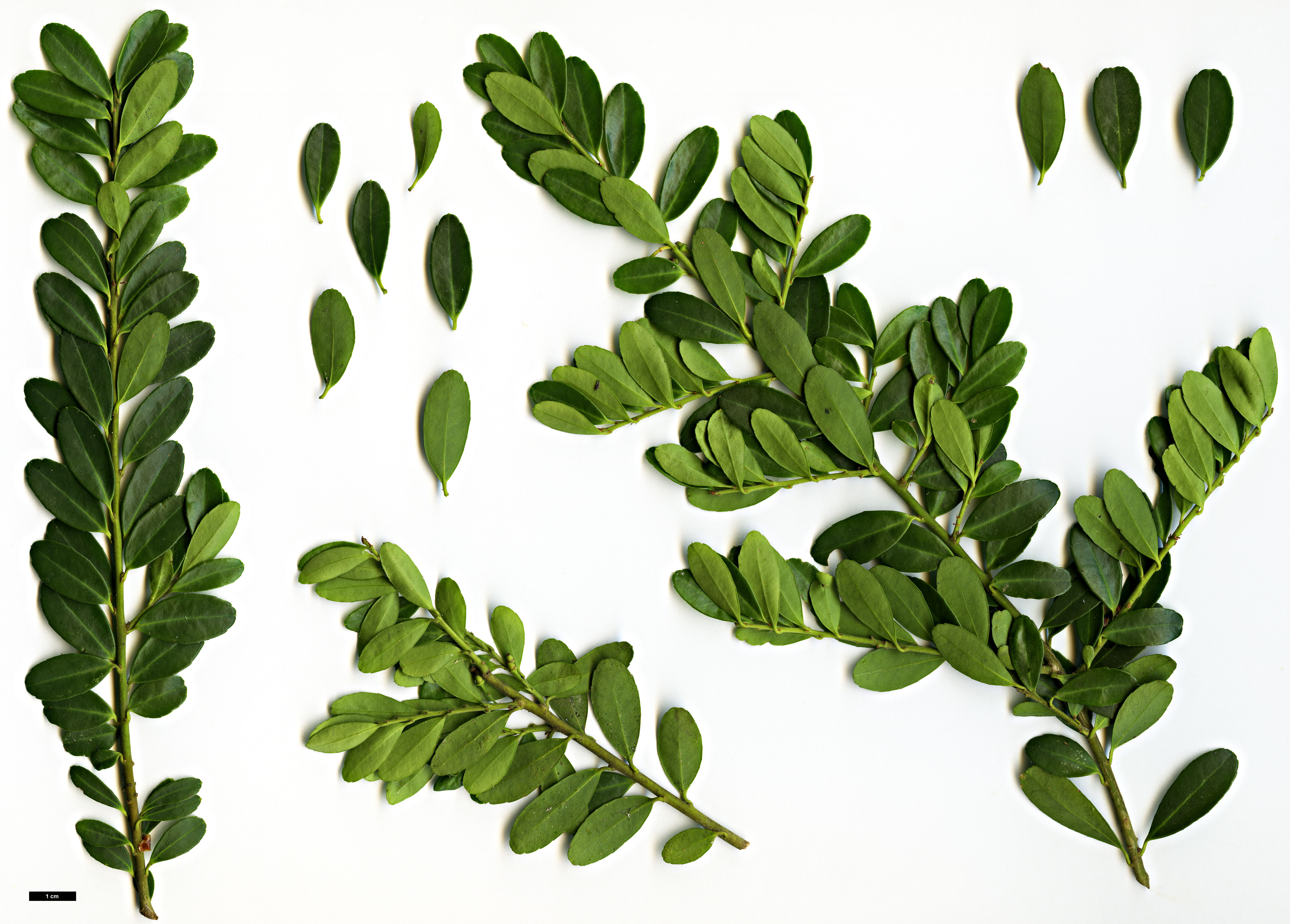 High resolution image: Family: Aquifoliaceae - Genus: Ilex - Taxon: crenata