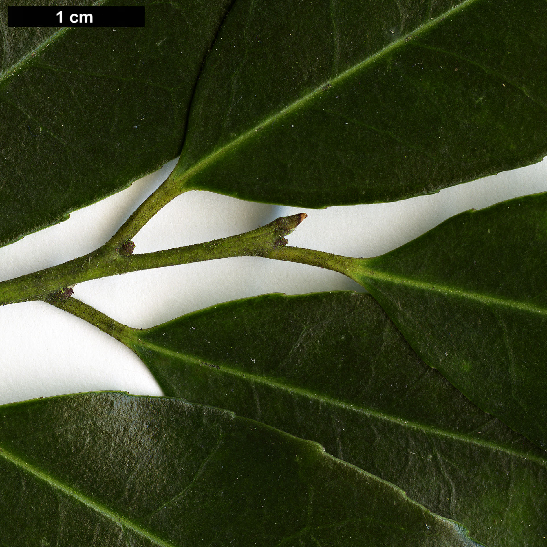 High resolution image: Family: Aquifoliaceae - Genus: Ilex - Taxon: cyrtura