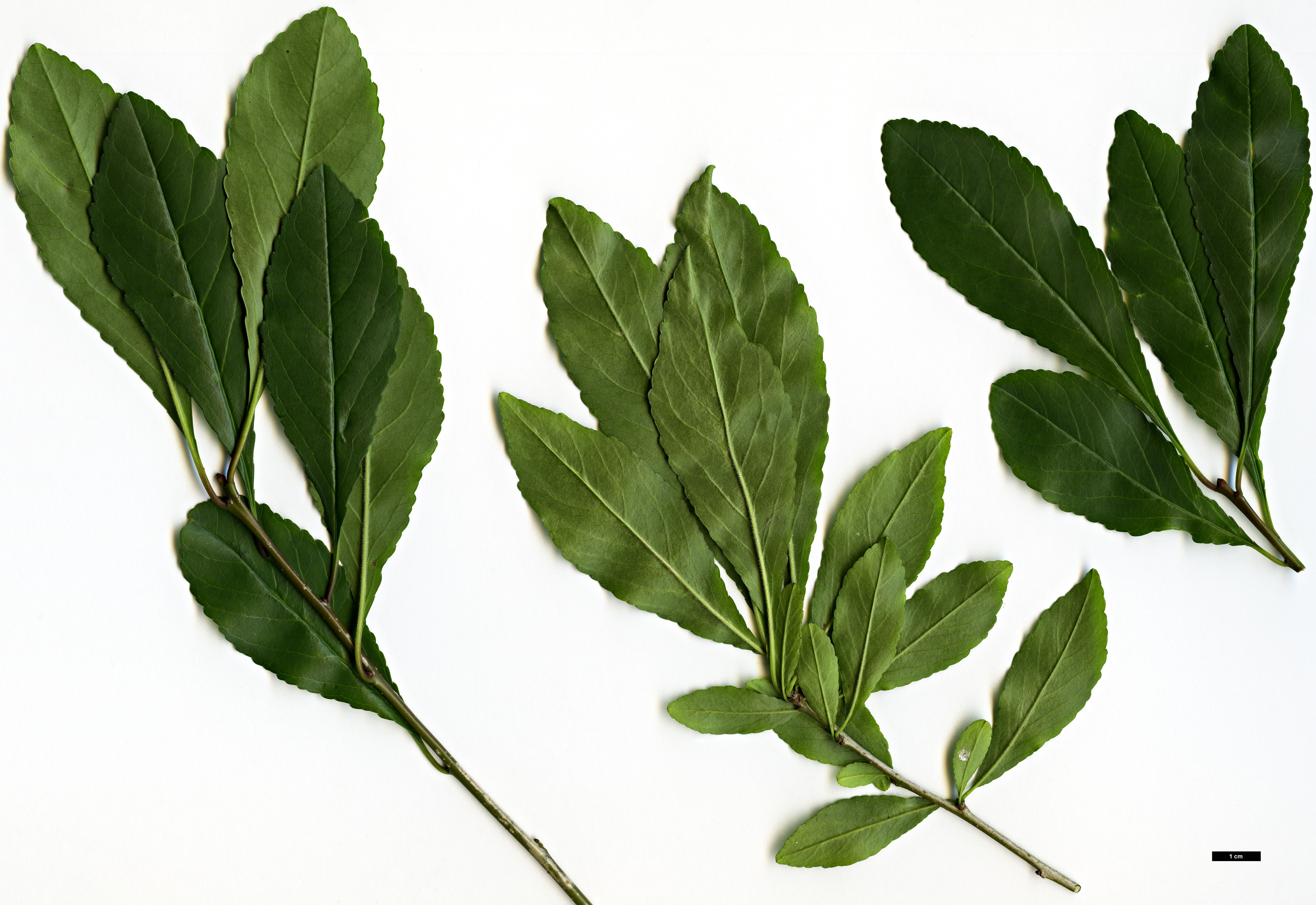 High resolution image: Family: Aquifoliaceae - Genus: Ilex - Taxon: decidua