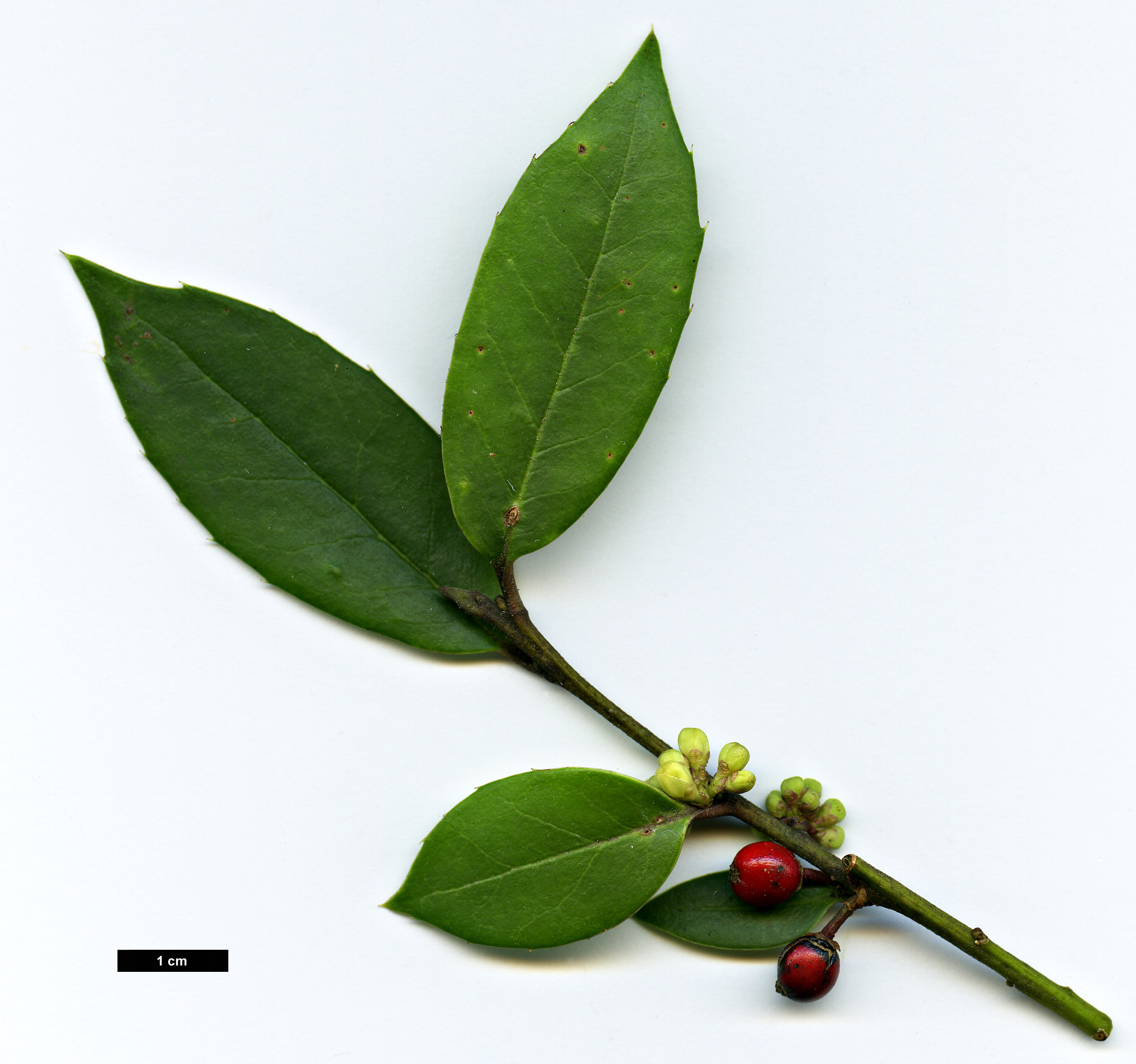 High resolution image: Family: Aquifoliaceae - Genus: Ilex - Taxon: dipyrena - SpeciesSub: hybrid