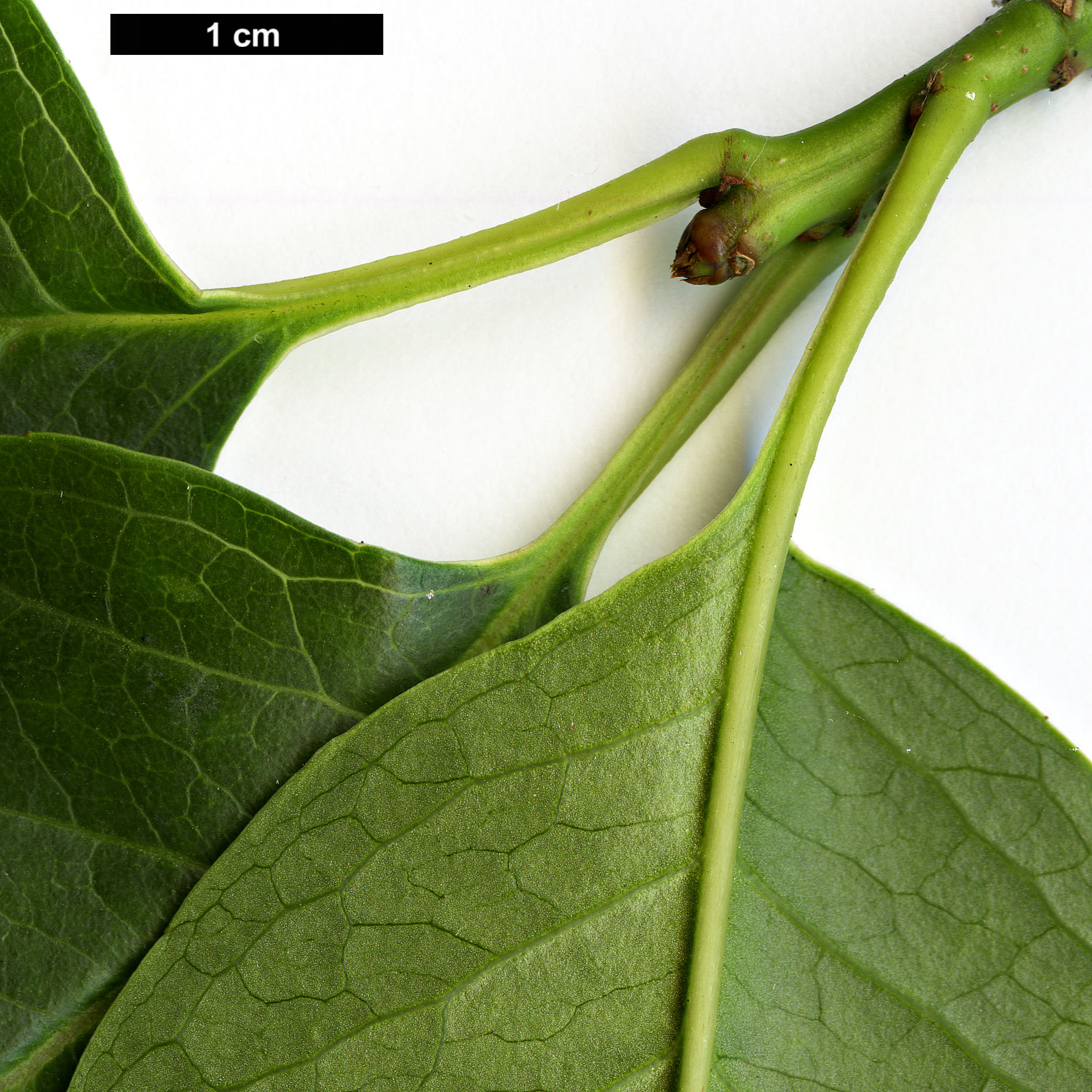 High resolution image: Family: Aquifoliaceae - Genus: Ilex - Taxon: macrocarpa