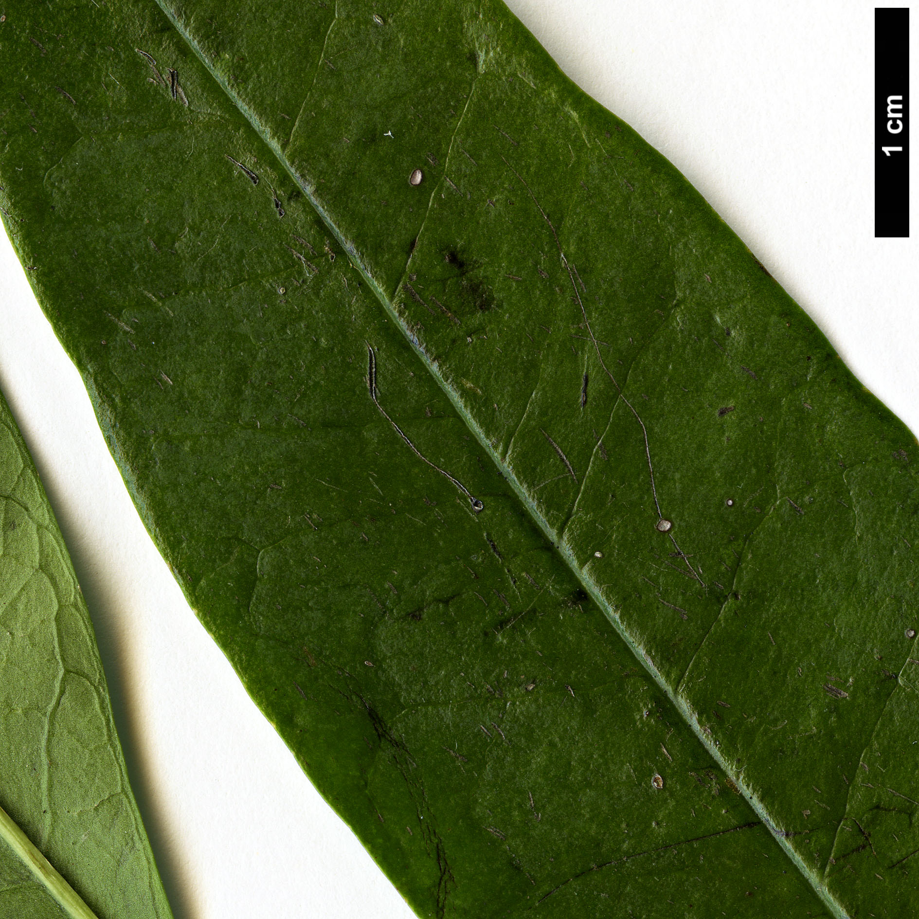 High resolution image: Family: Aquifoliaceae - Genus: Ilex - Taxon: mitis