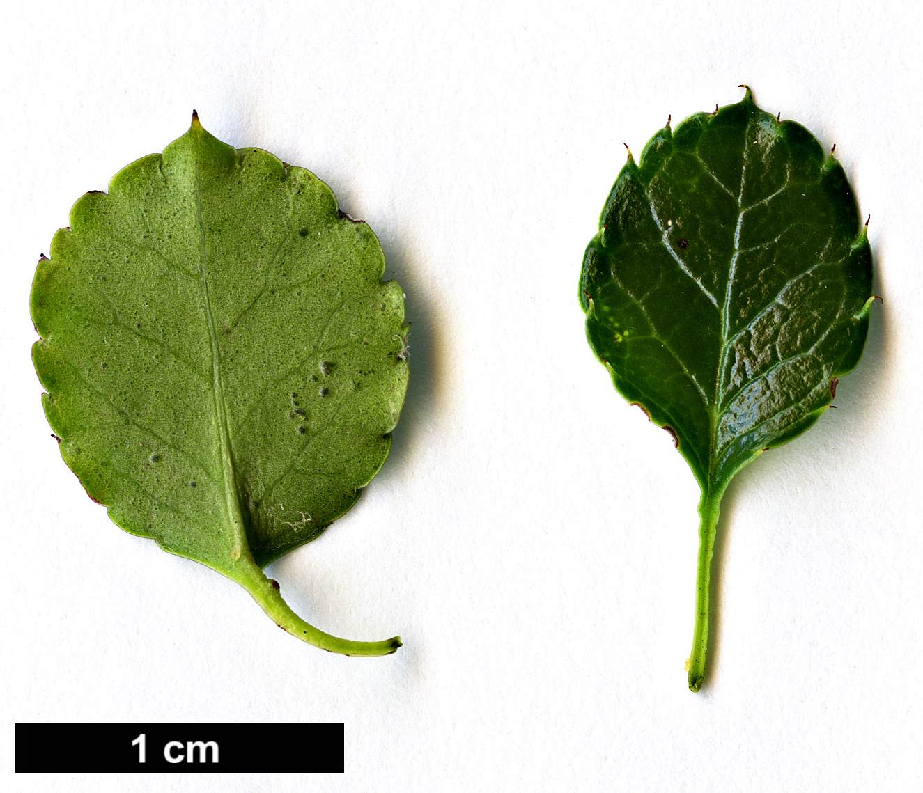 High resolution image: Family: Aquifoliaceae - Genus: Ilex - Taxon: nothofagifolia
