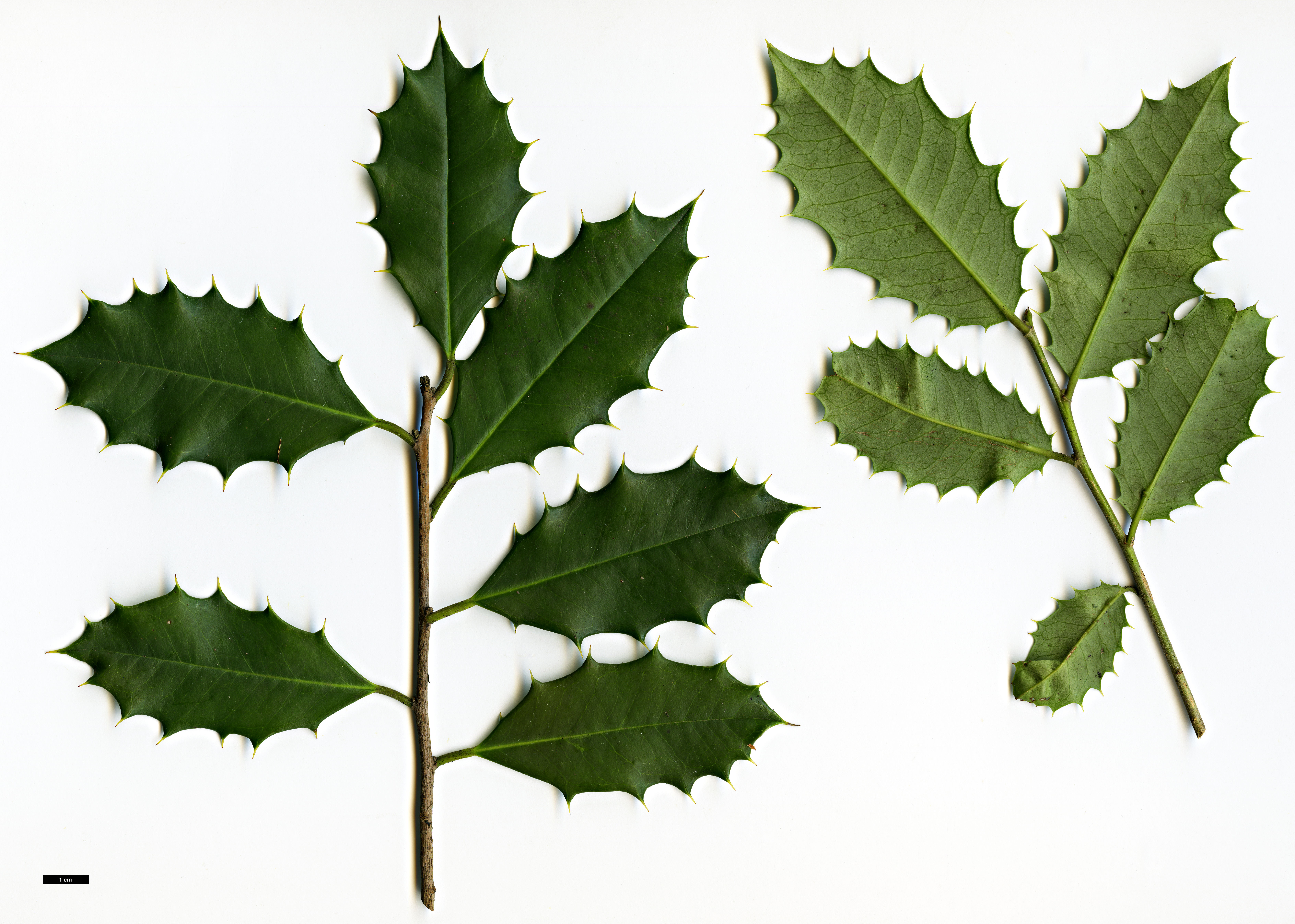 High resolution image: Family: Aquifoliaceae - Genus: Ilex - Taxon: opaca
