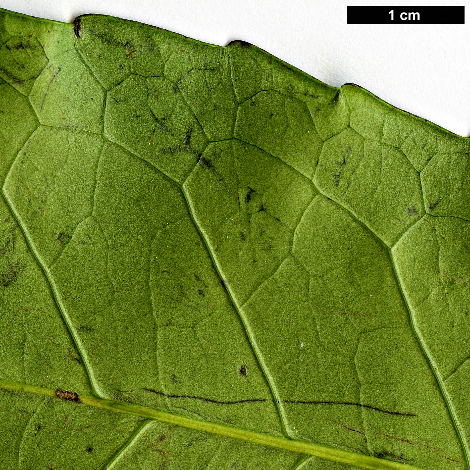 High resolution image: Family: Aquifoliaceae - Genus: Ilex - Taxon: paraguariensis