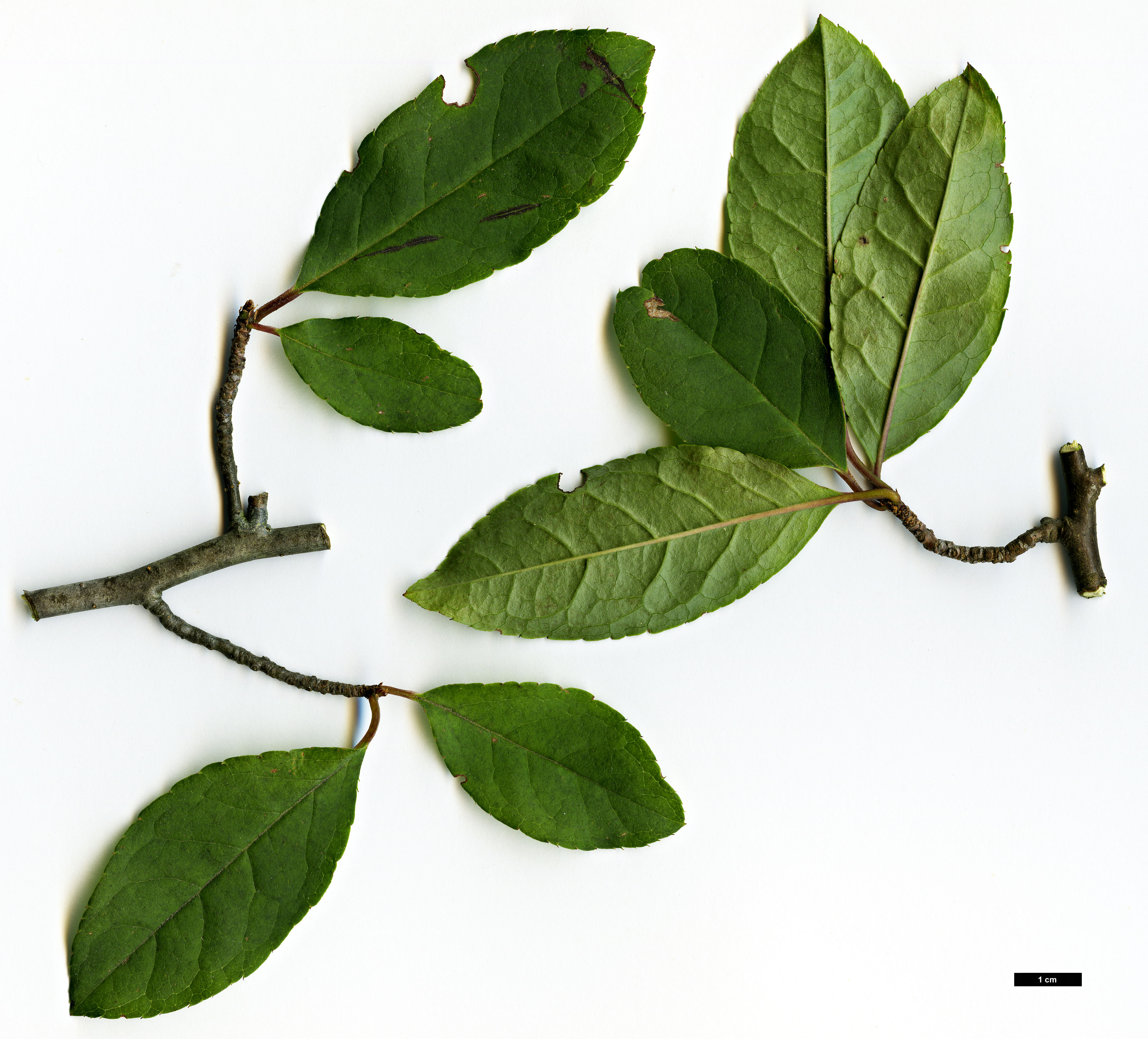 High resolution image: Family: Aquifoliaceae - Genus: Ilex - Taxon: phyllobolos