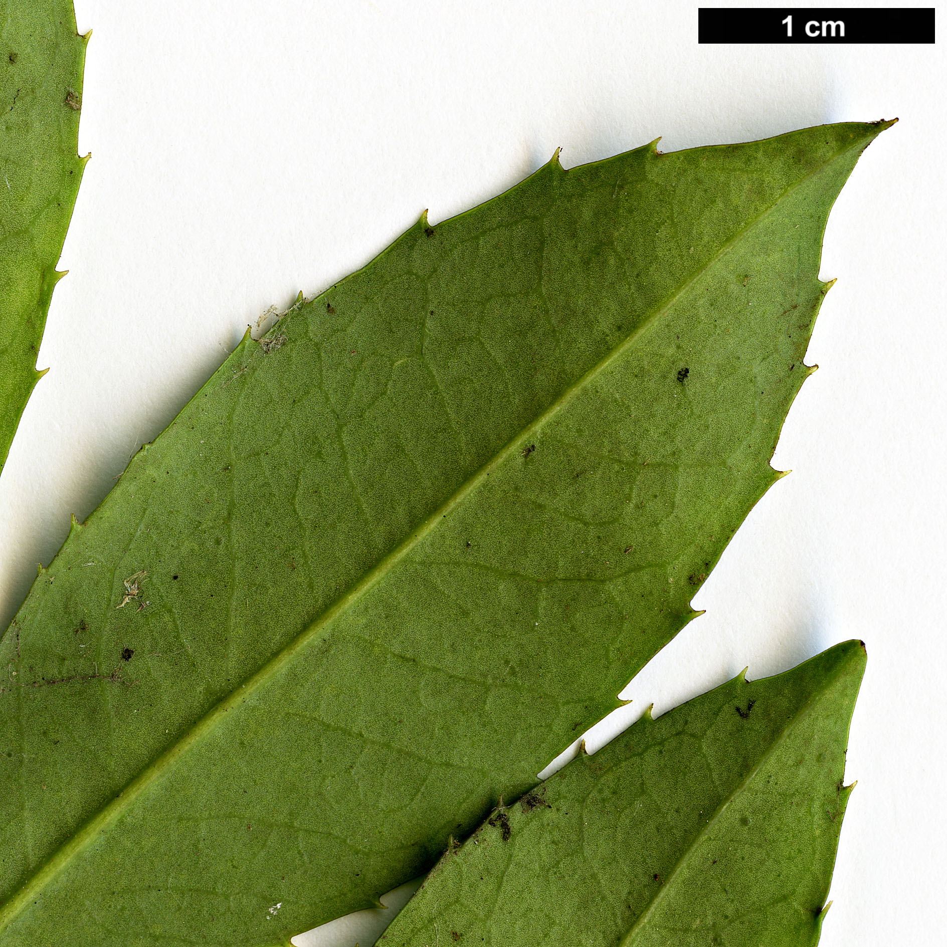 High resolution image: Family: Aquifoliaceae - Genus: Ilex - Taxon: rubra