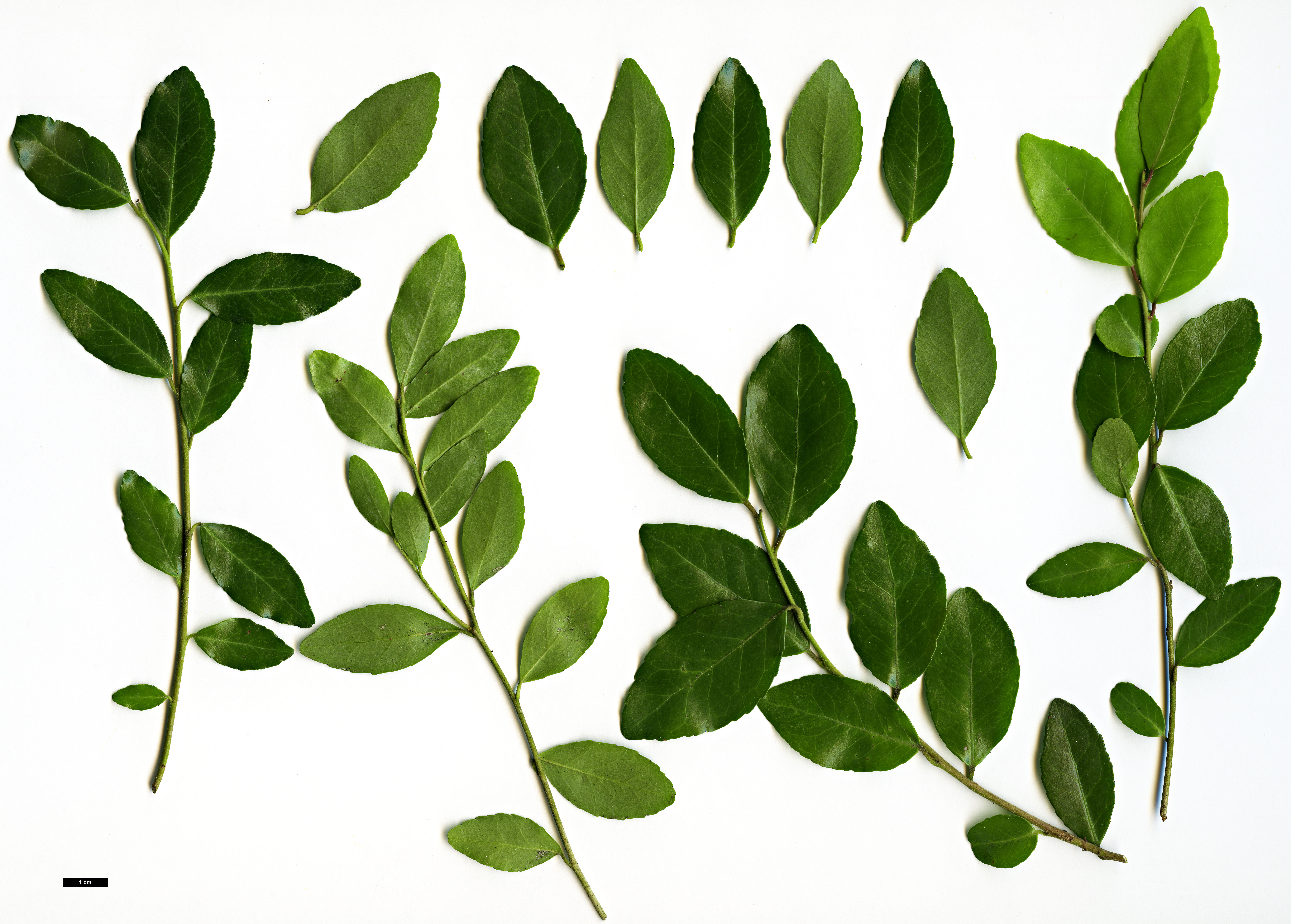 High resolution image: Family: Aquifoliaceae - Genus: Ilex - Taxon: vomitoria
