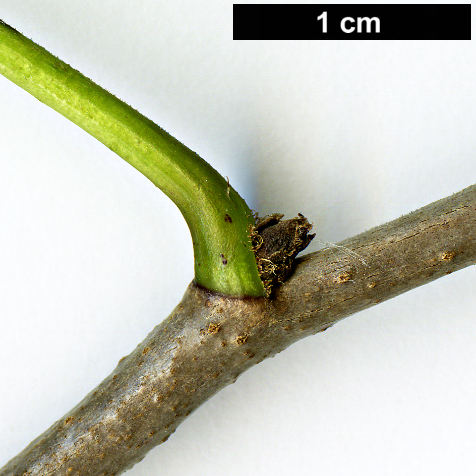 High resolution image: Family: Araliaceae - Genus: Eleutherococcus - Taxon: cissifolius