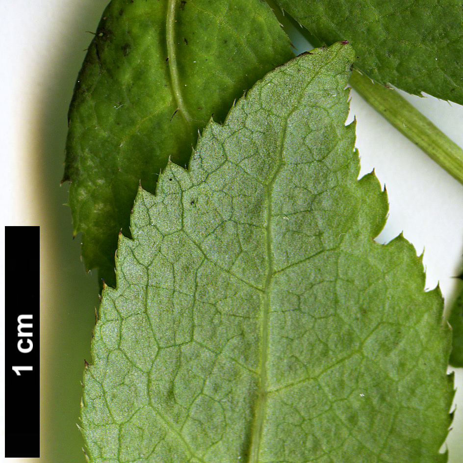 High resolution image: Family: Araliaceae - Genus: Eleutherococcus - Taxon: giraldii