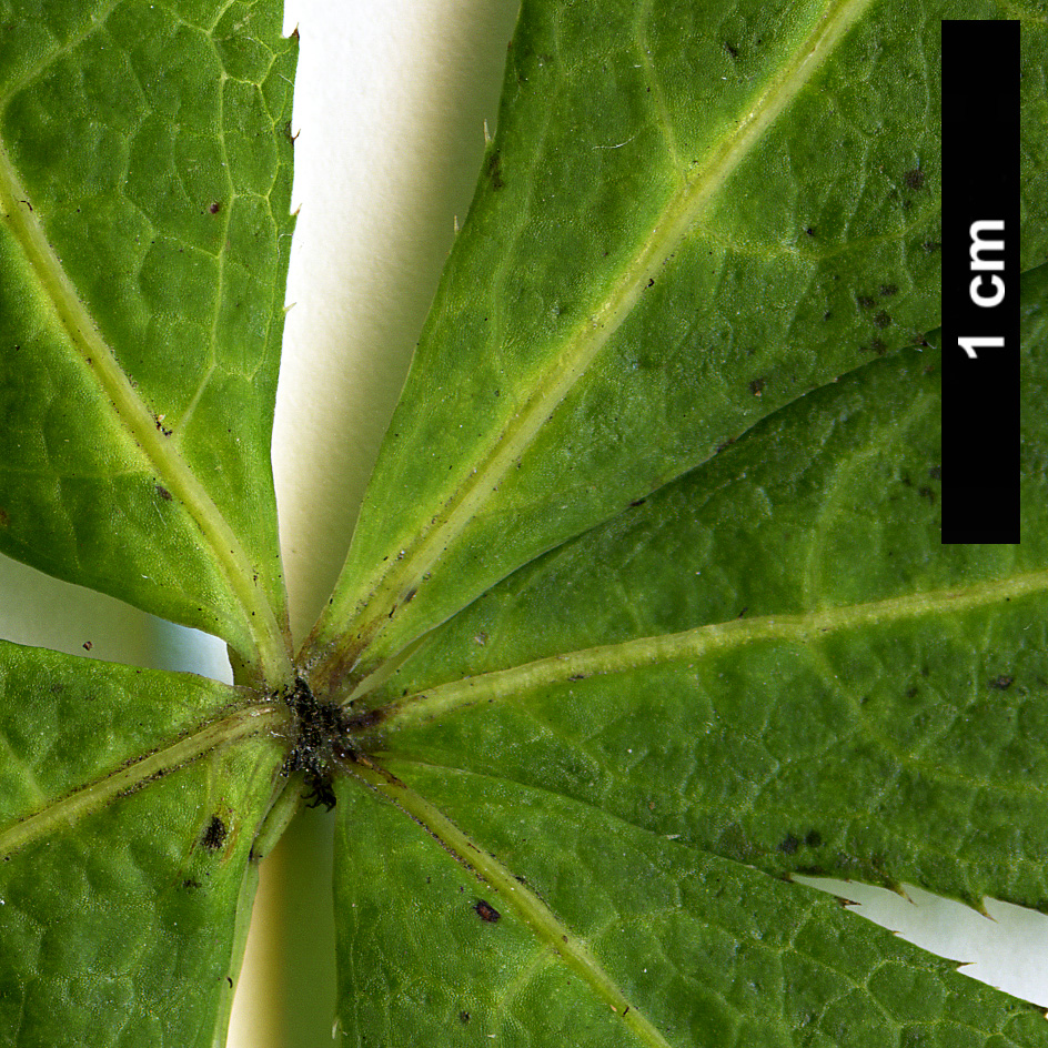 High resolution image: Family: Araliaceae - Genus: Eleutherococcus - Taxon: giraldii