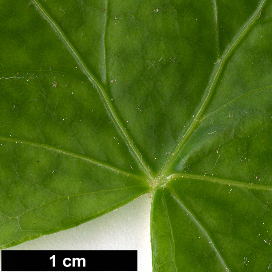 High resolution image: Family: Araliaceae - Genus: Hedera - Taxon: helix