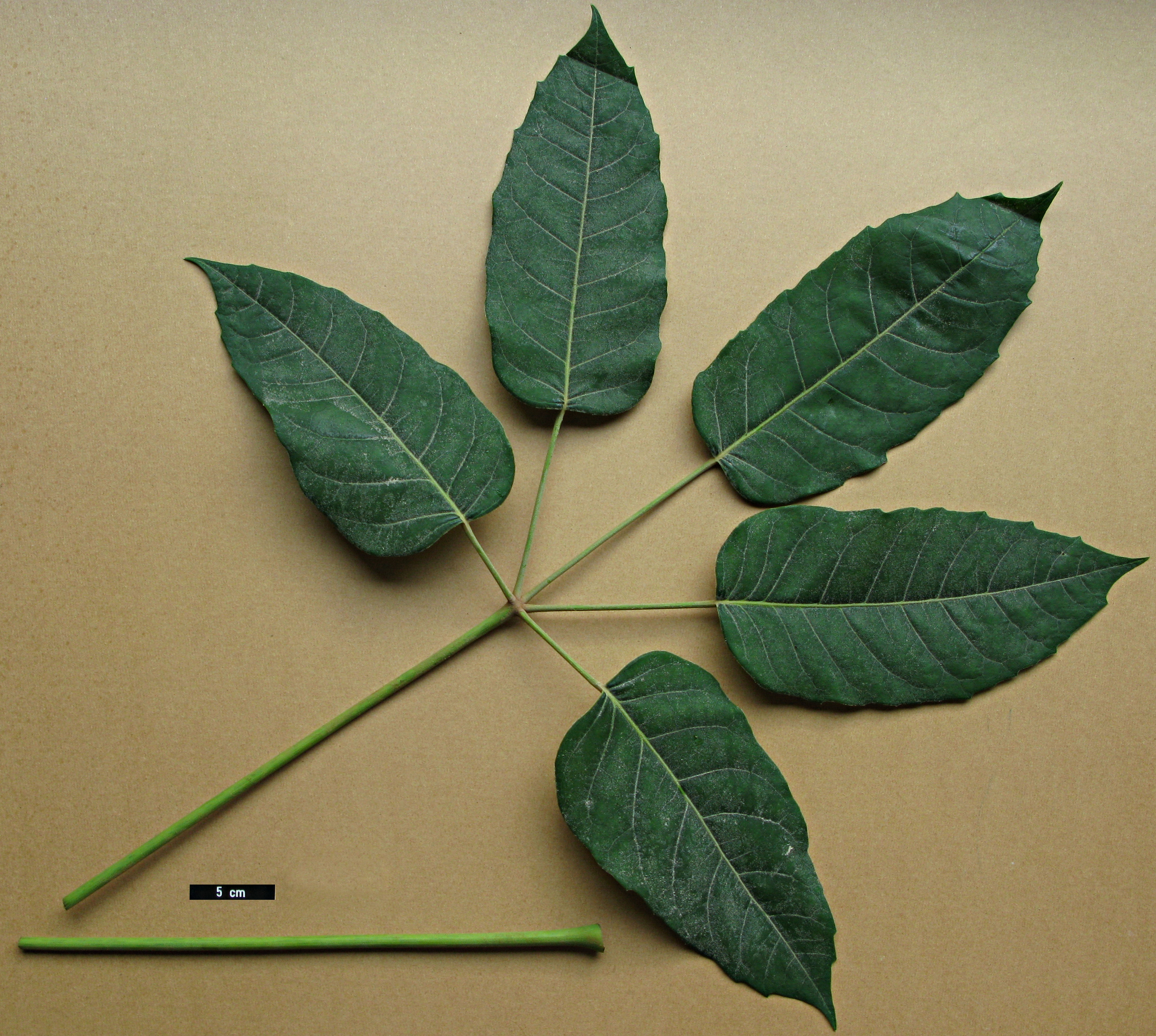 High resolution image: Family: Araliaceae - Genus: Schefflera - Taxon: delavayi
