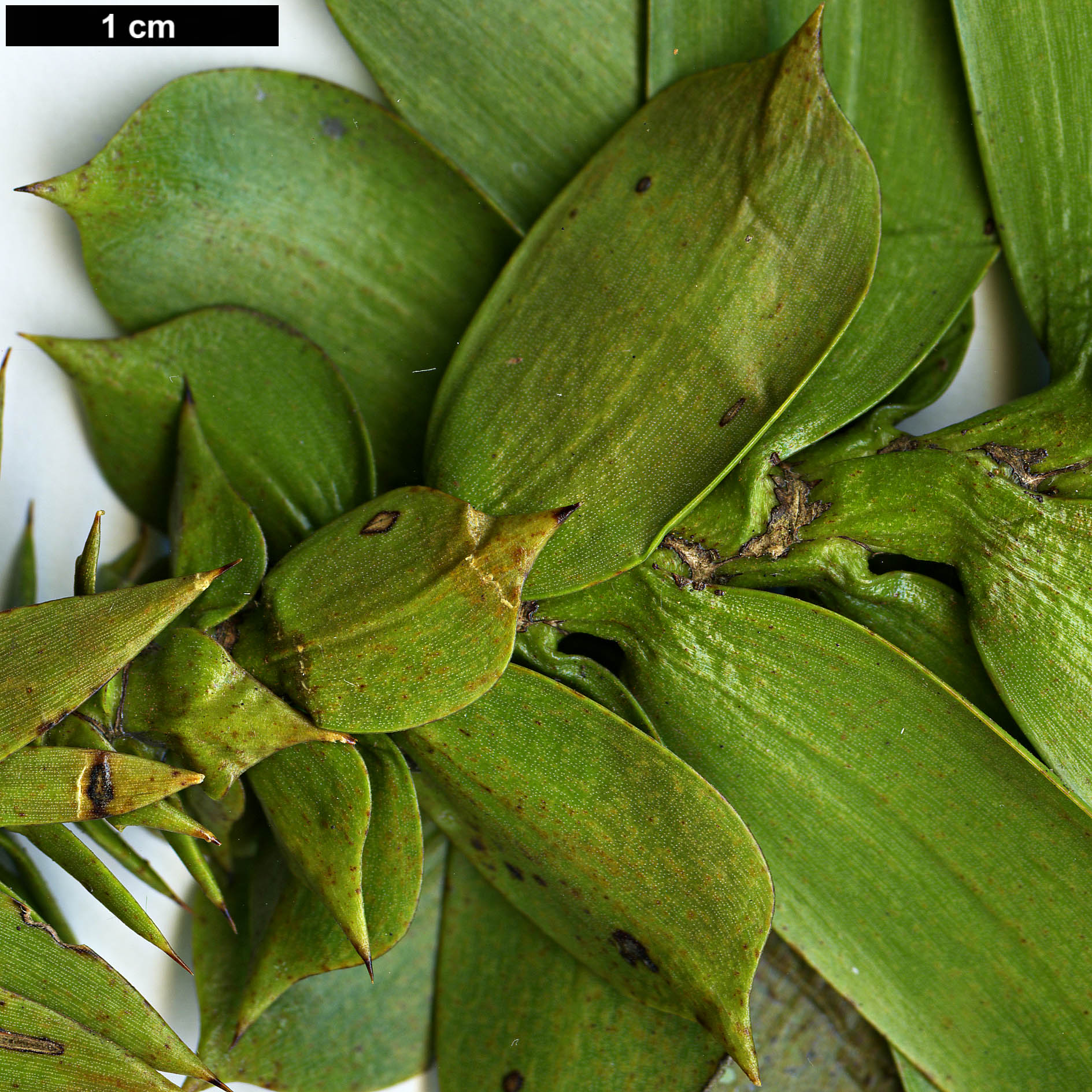 High resolution image: Family: Araucariaceae - Genus: Araucaria - Taxon: bidwillii