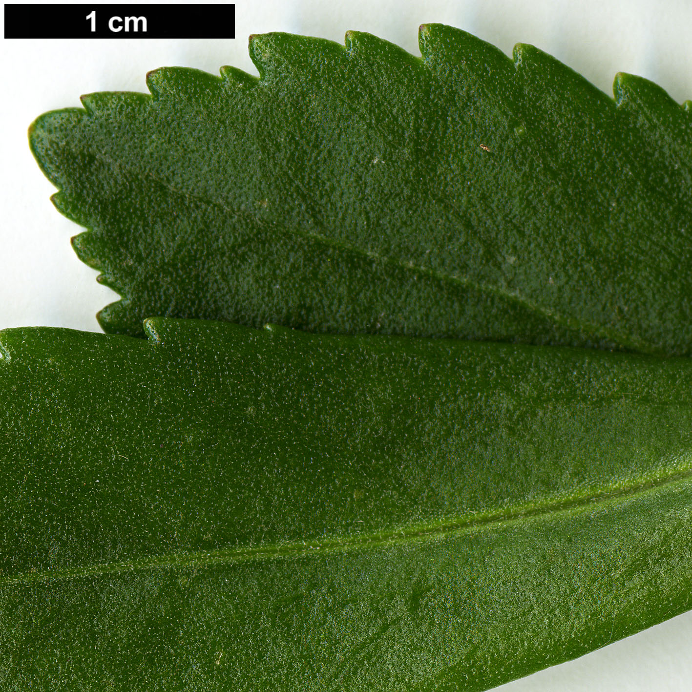 High resolution image: Family: Asteraceae - Genus: Nipponanthemum - Taxon: nipponicum