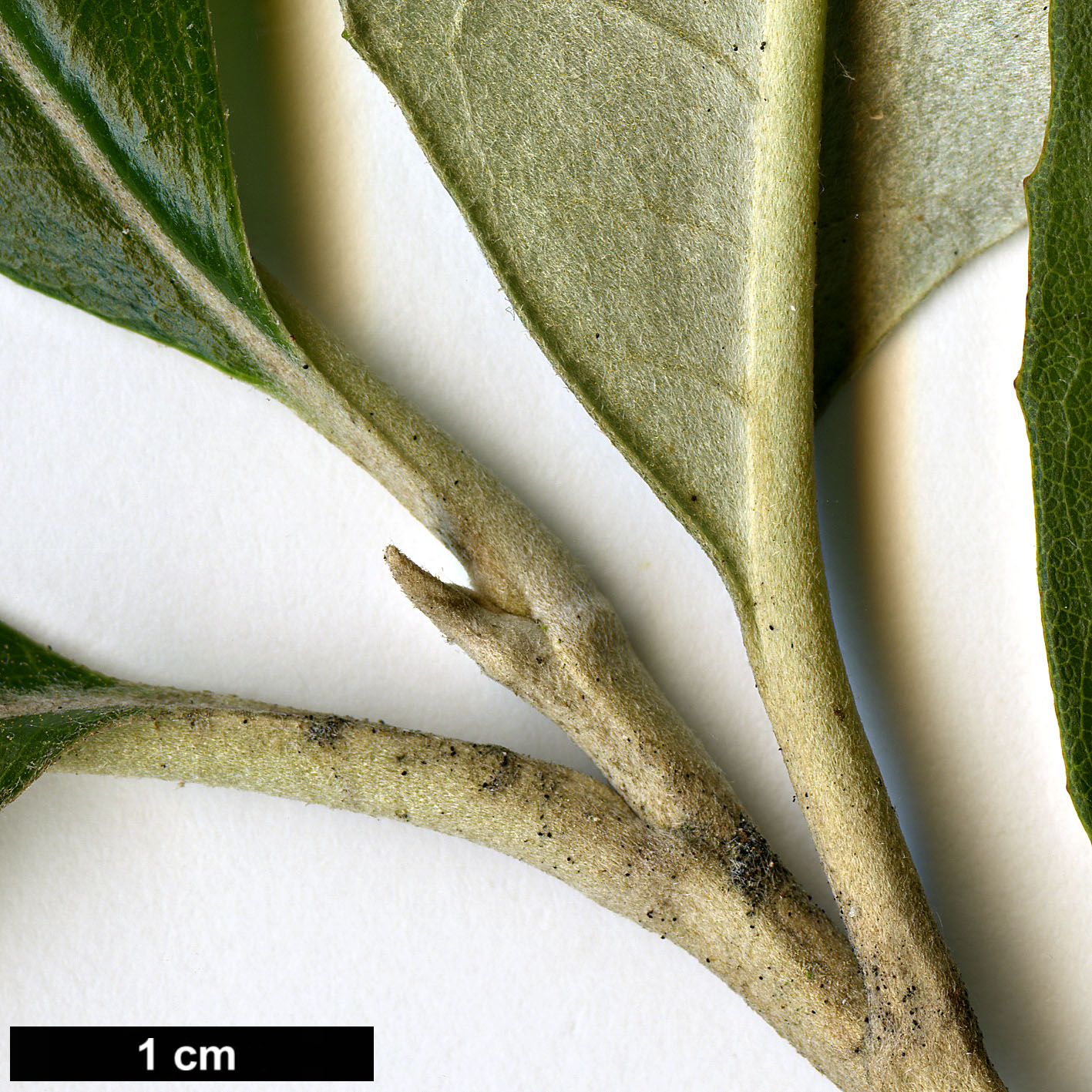 High resolution image: Family: Asteraceae - Genus: Olearia - Taxon: argophyllla