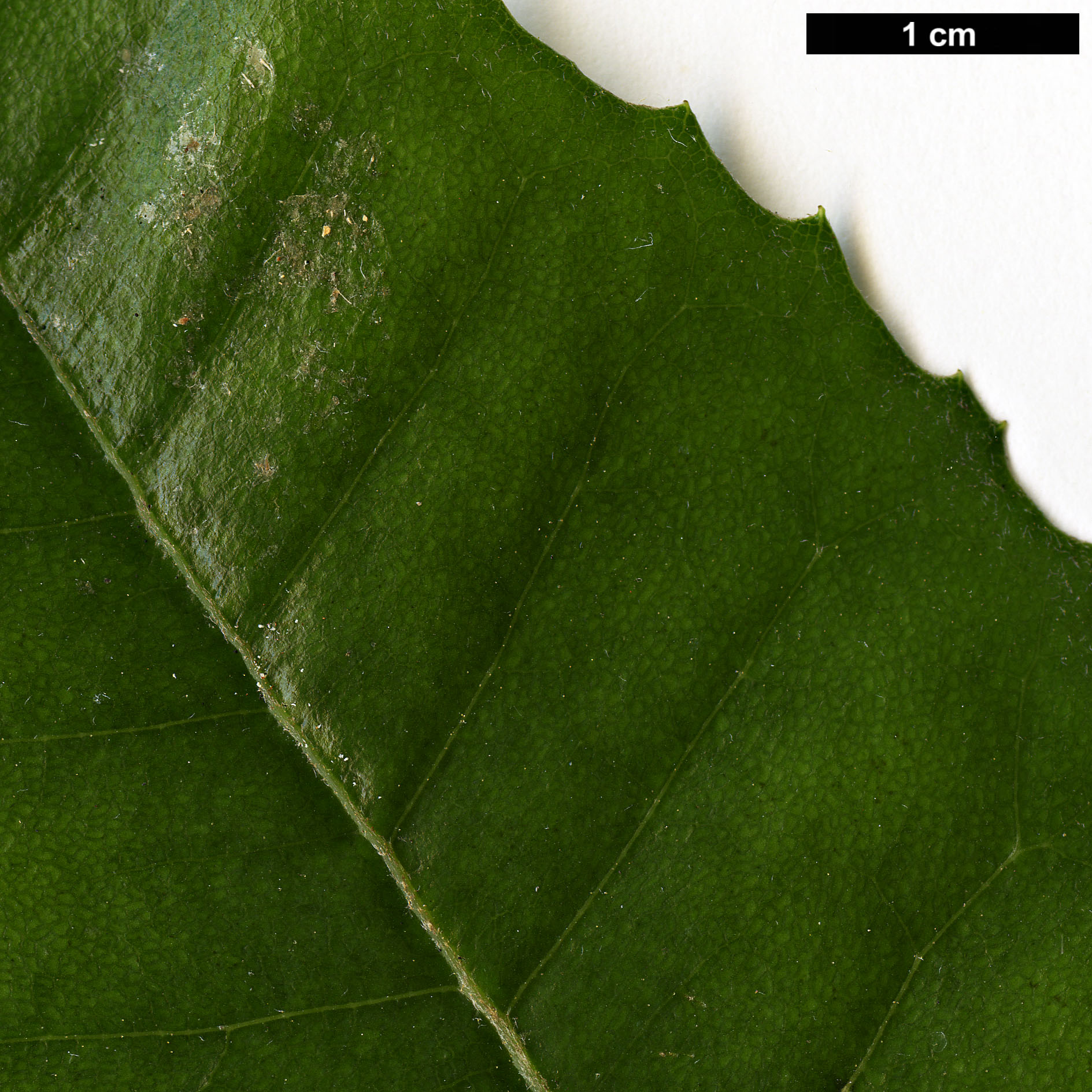 High resolution image: Family: Asteraceae - Genus: Olearia - Taxon: argophyllla