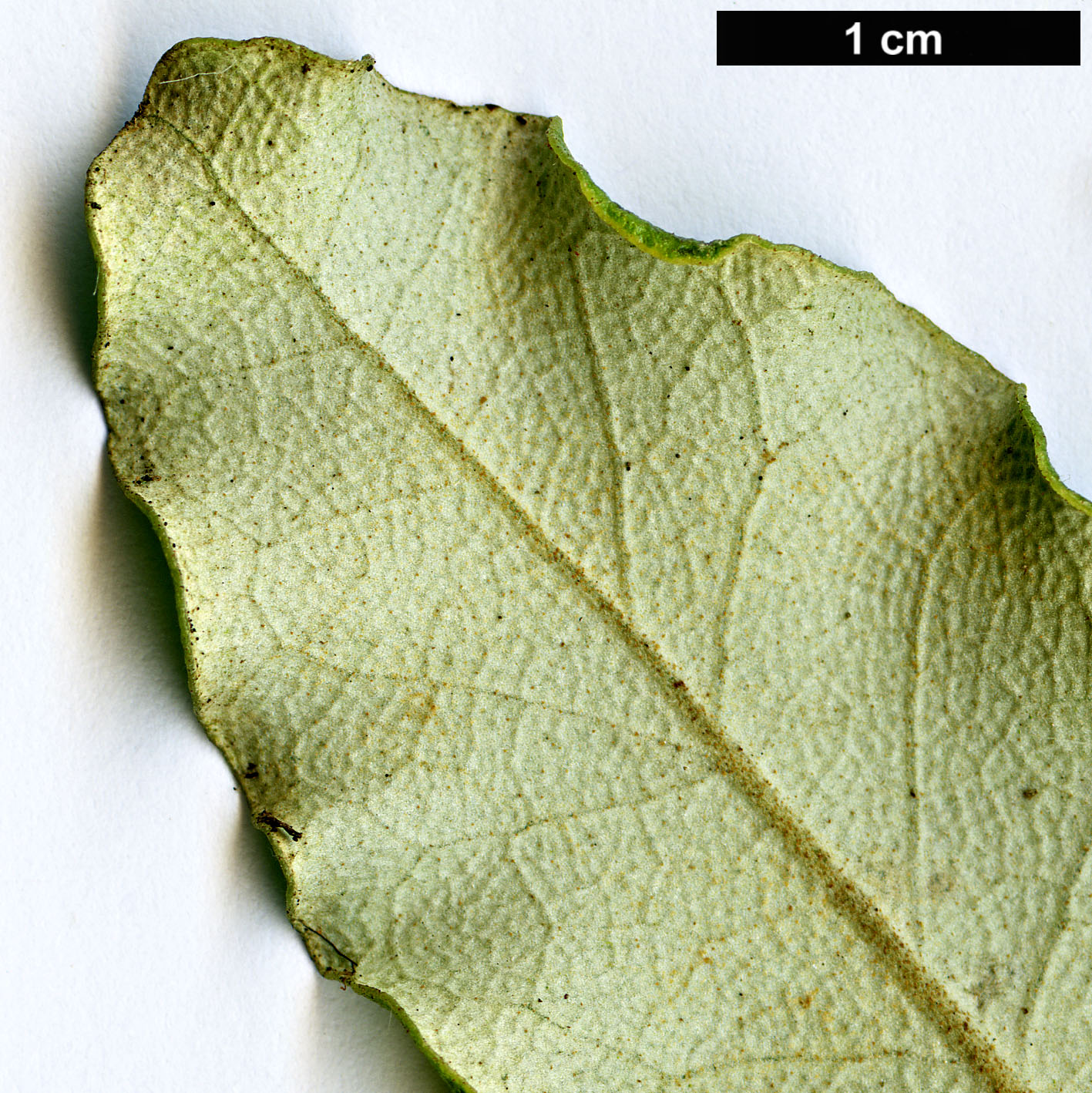 High resolution image: Family: Asteraceae - Genus: Olearia - Taxon: furfuracea