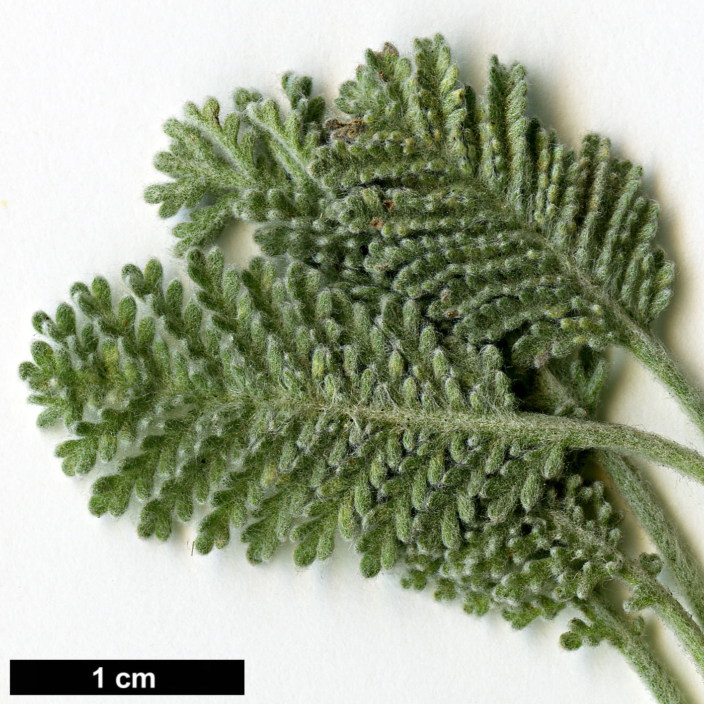 High resolution image: Family: Asteraceae - Genus: Tanacetum - Taxon: haradjanii